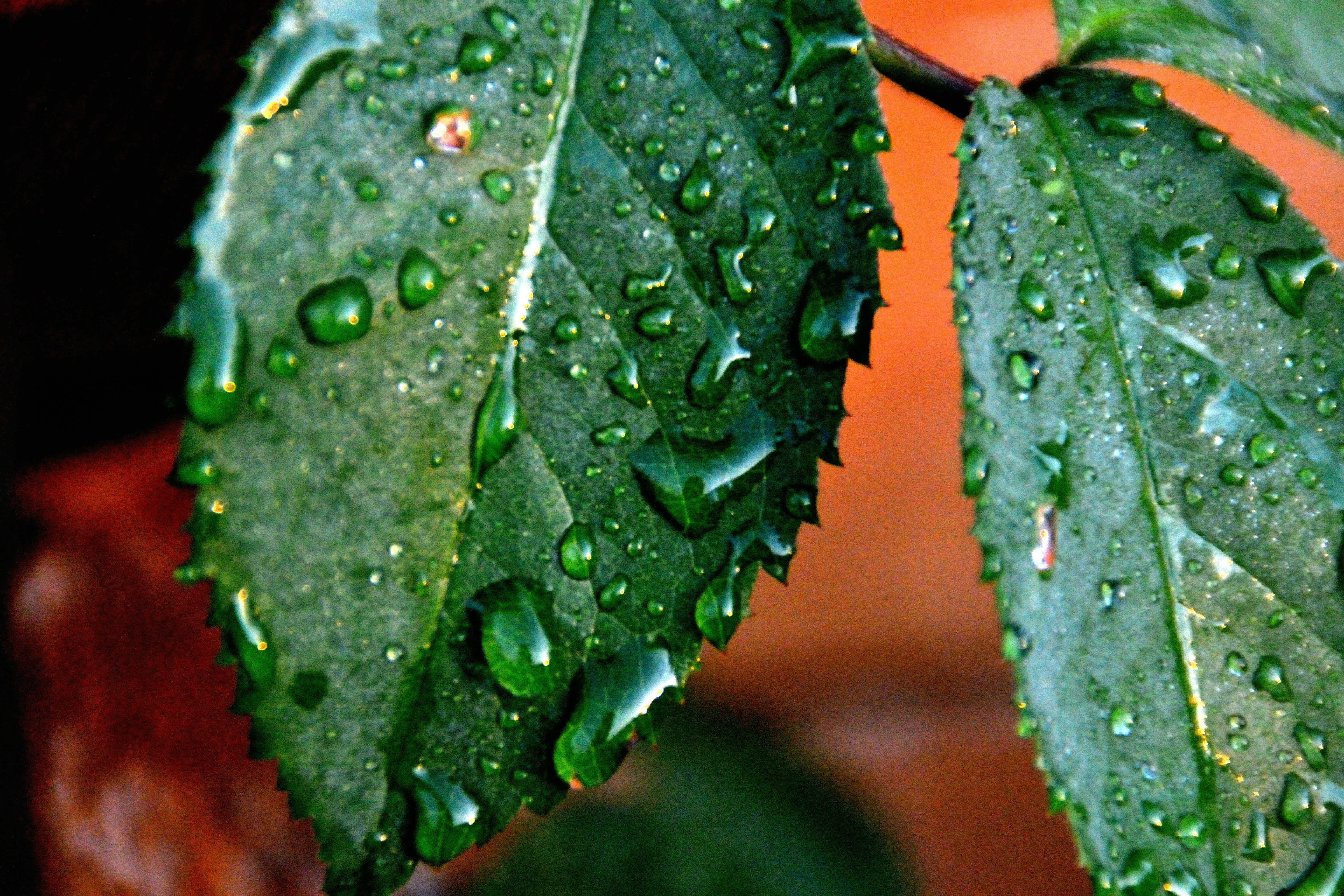 Photo by psilocybe53