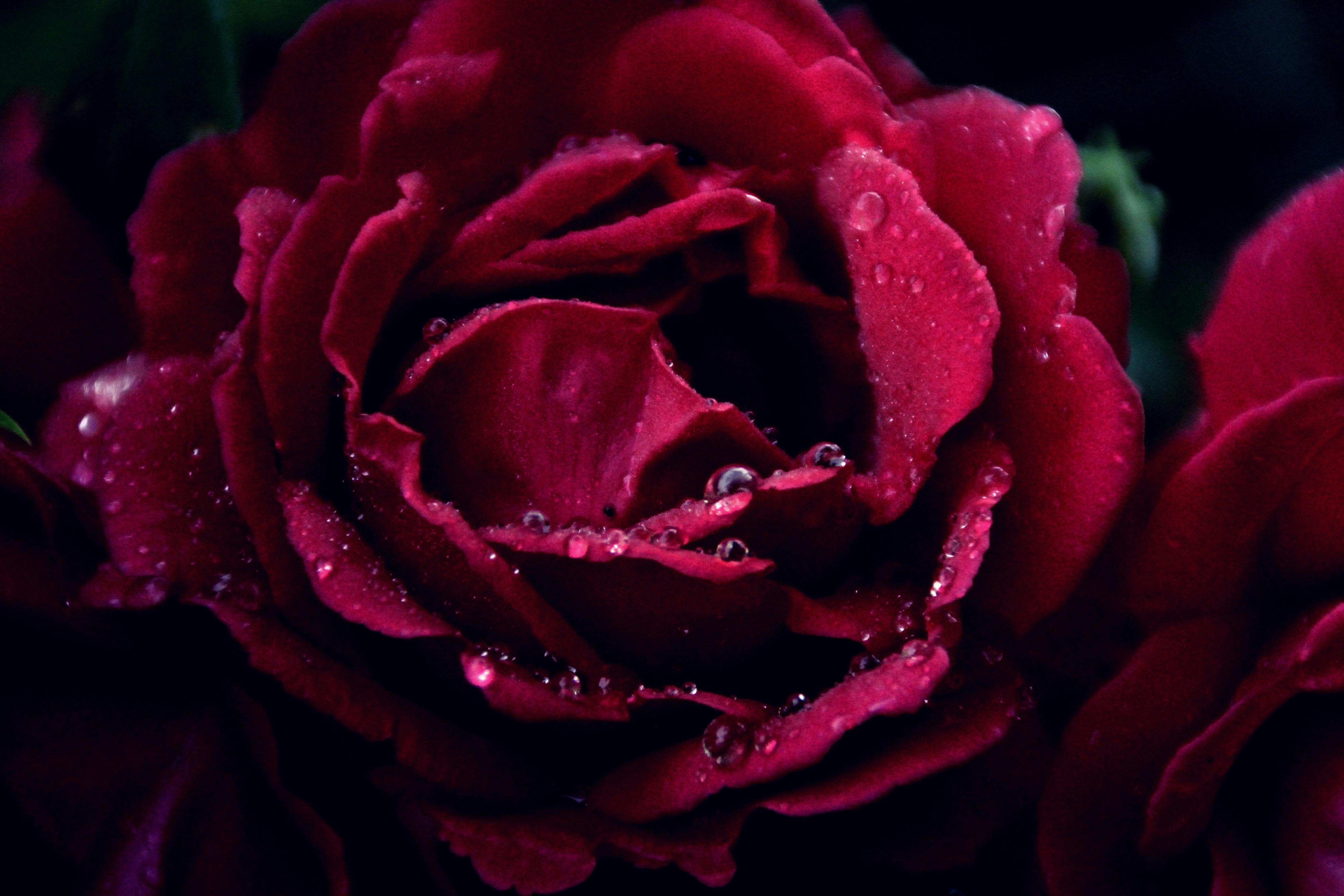 Photo by psilocybe53