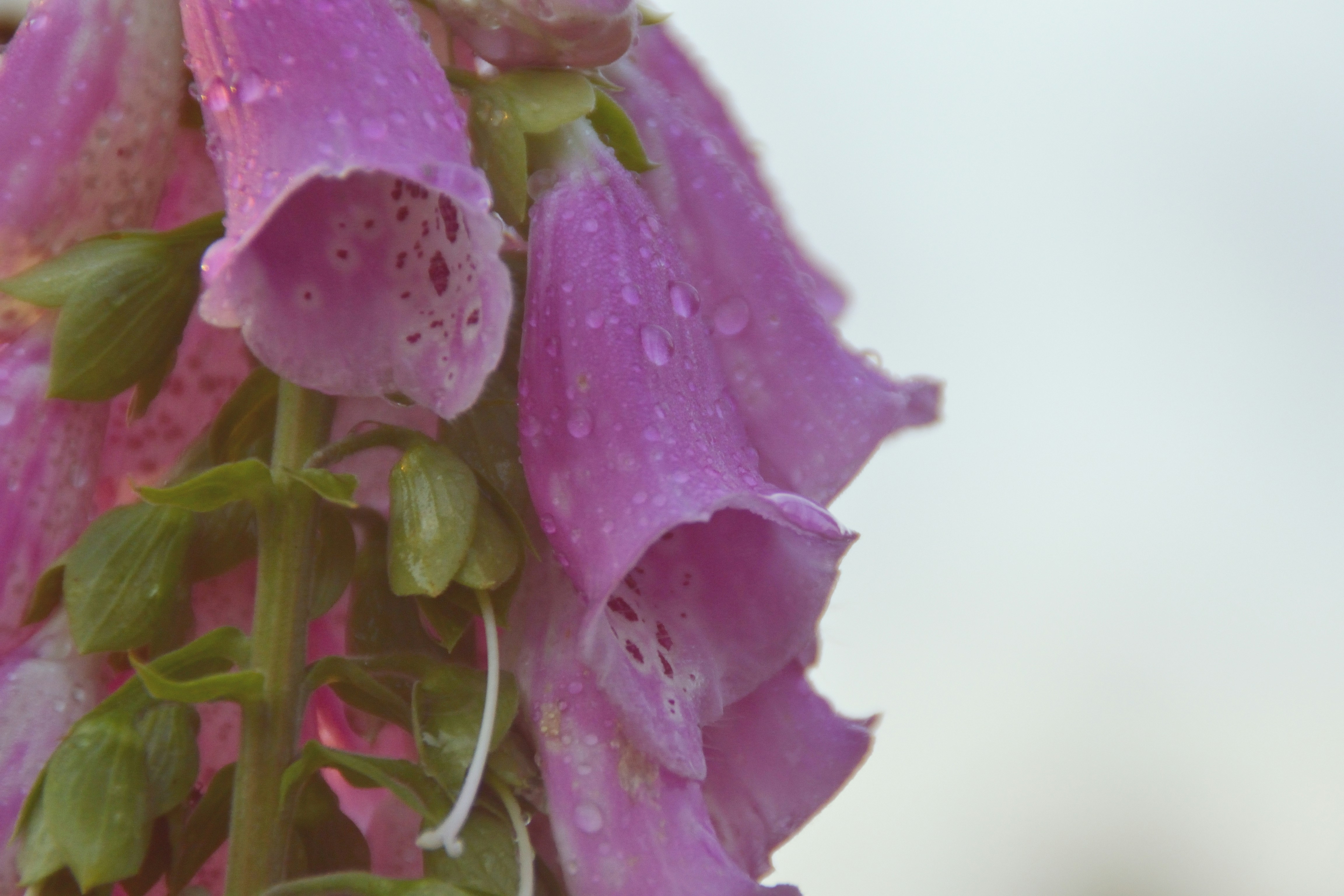 pastel spring rain, wallpaper, Spring Showers Outfits: Stay Stylish & Dry 4