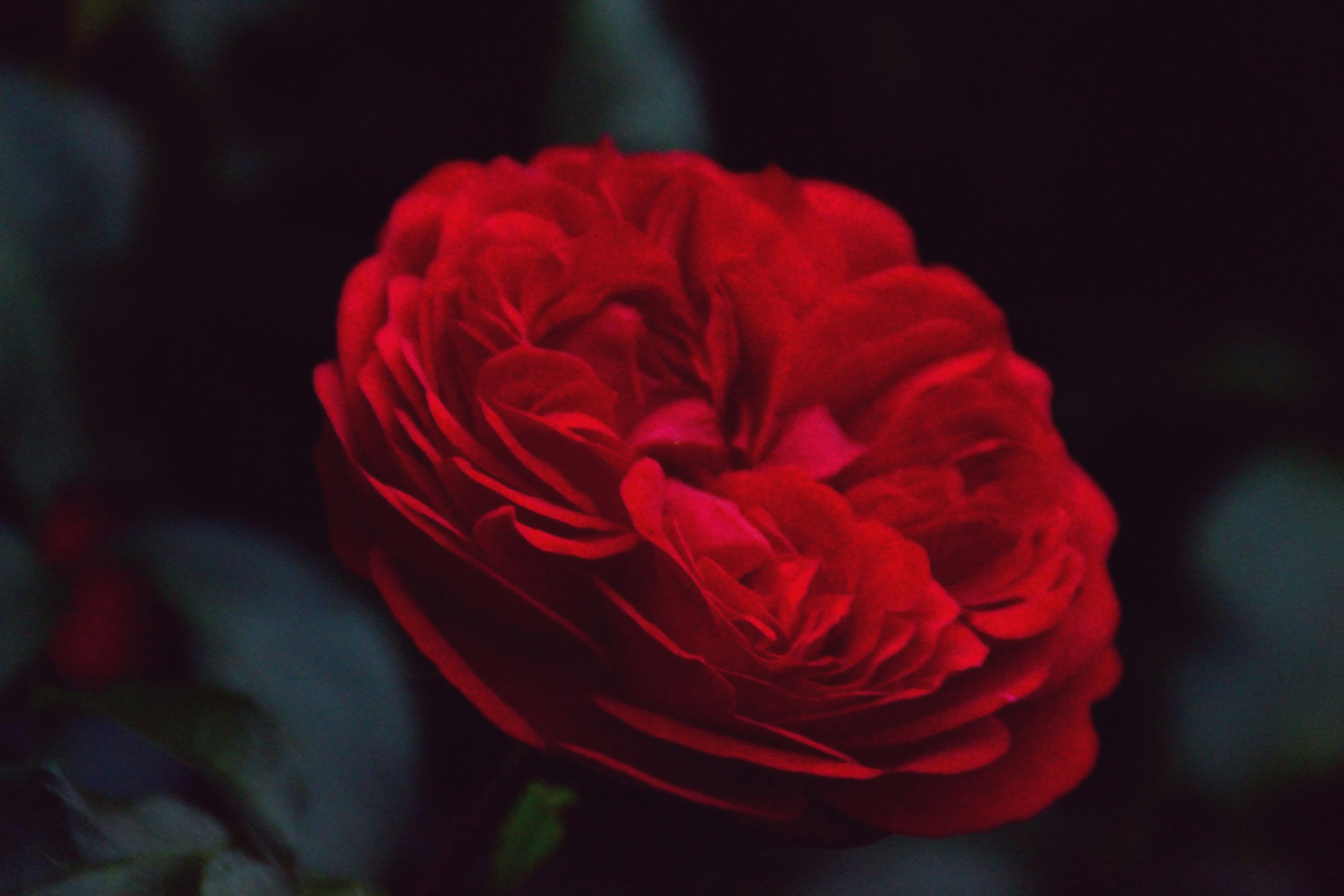 Photo by psilocybe53