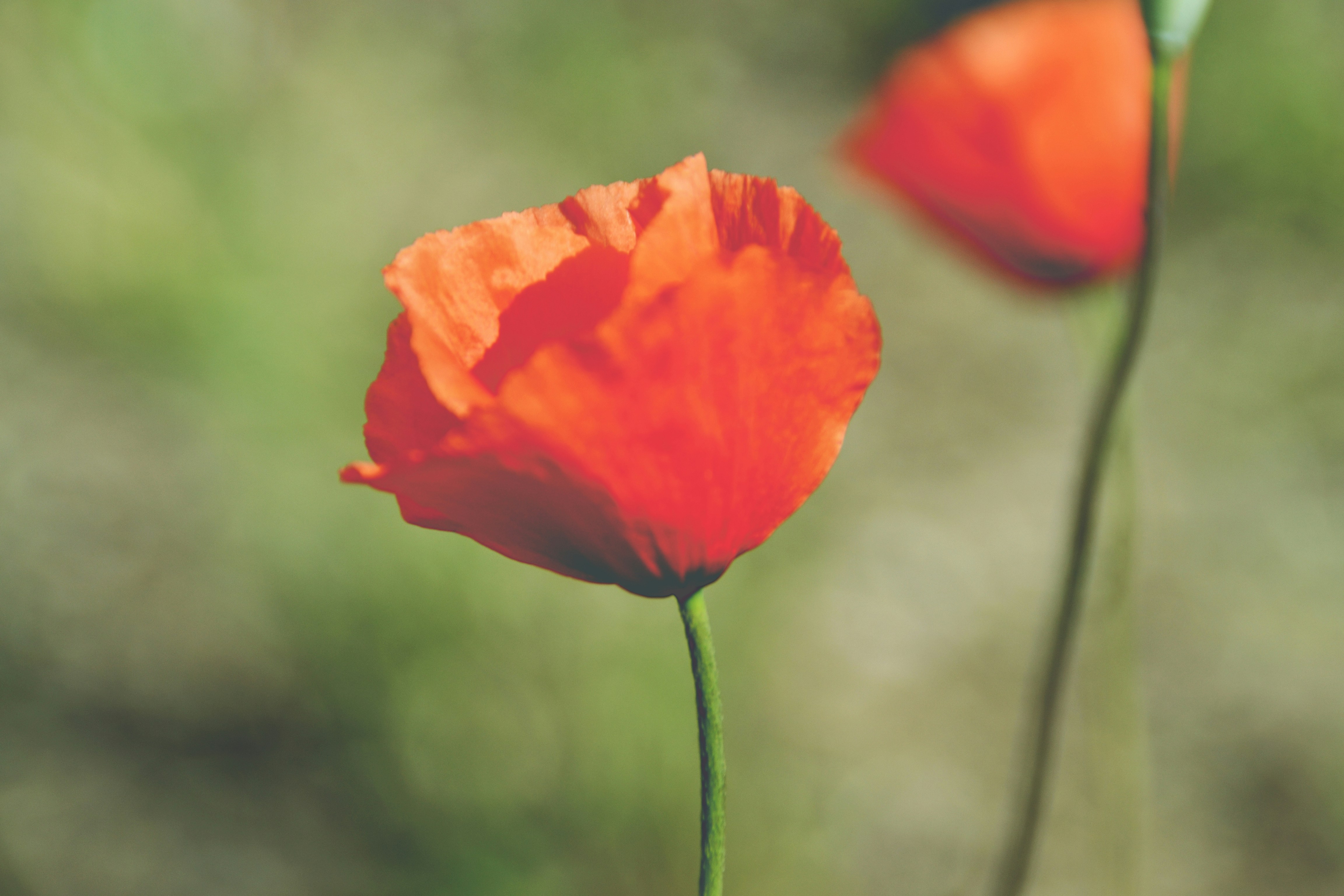 Photo by psilocybe53