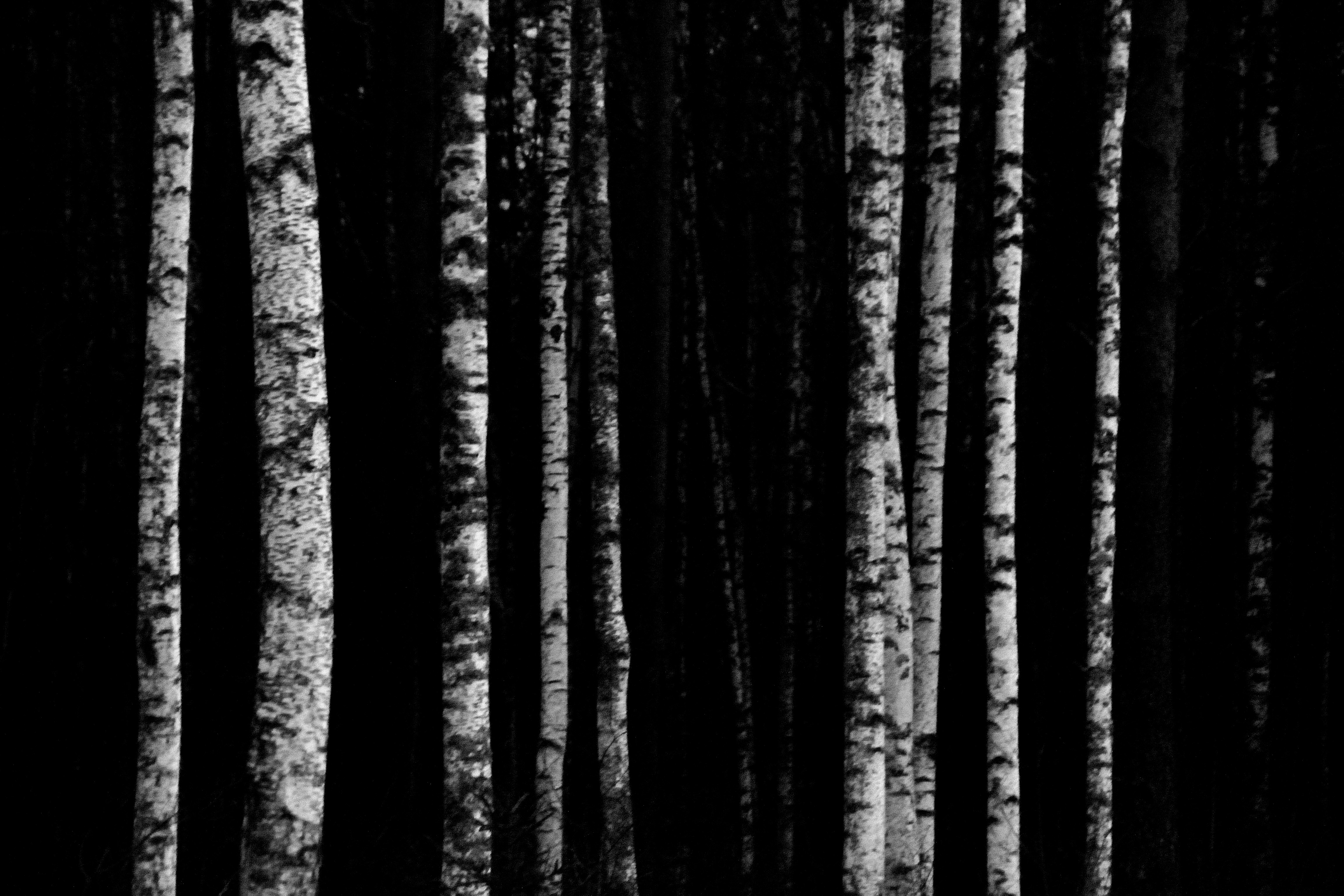 Photo by psilocybe53