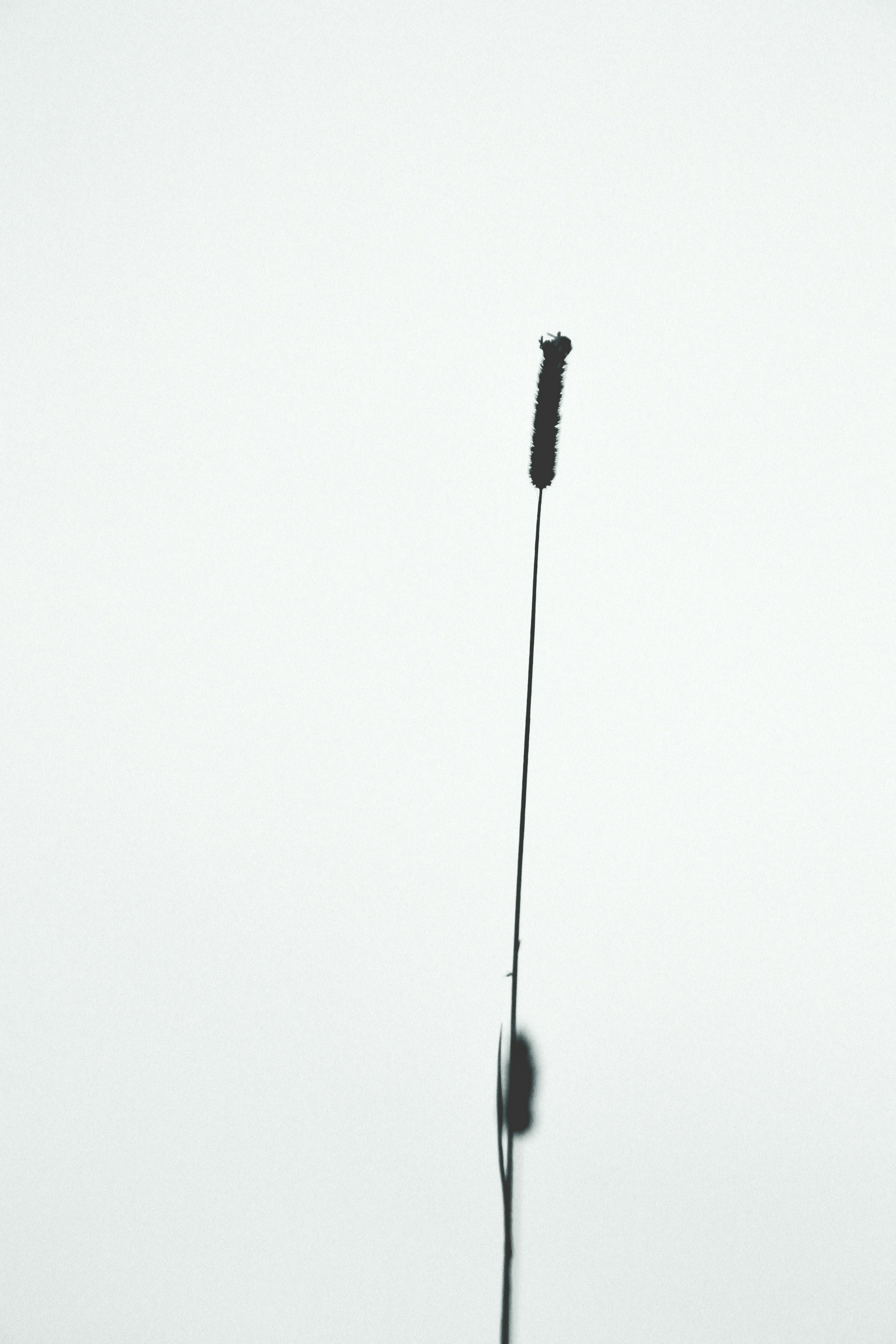 Photo by psilocybe53