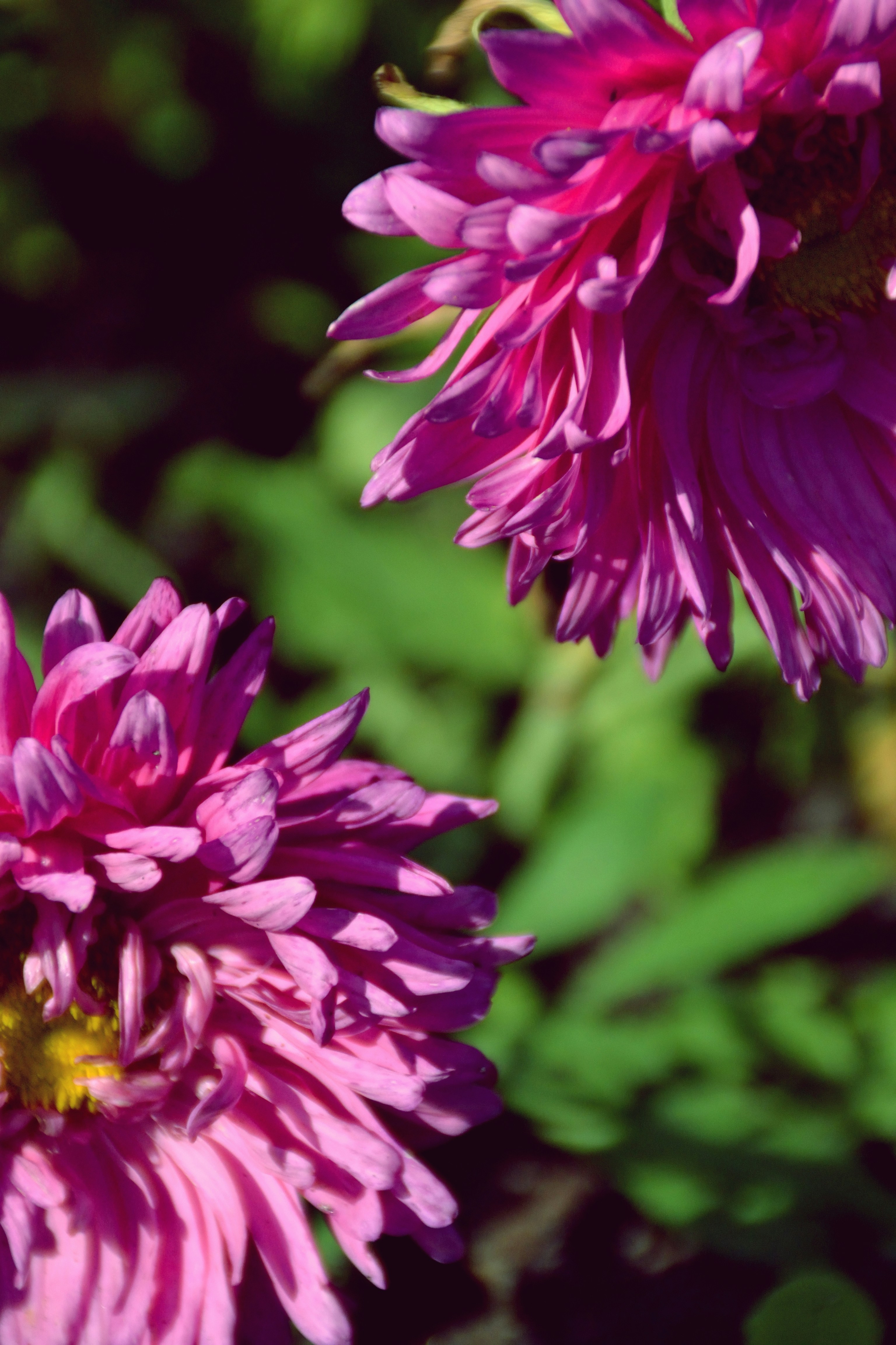 Photo by psilocybe53