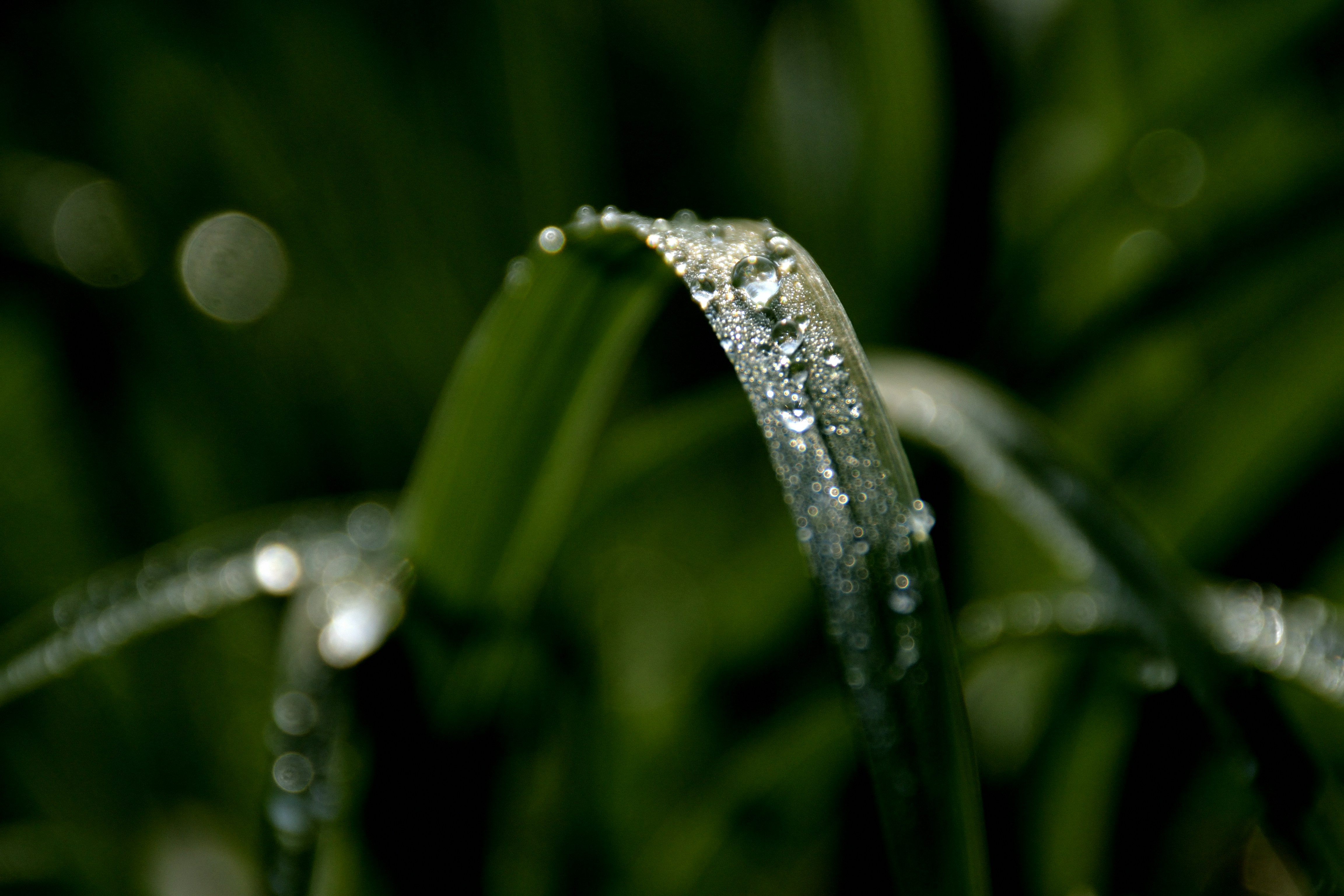 Photo by psilocybe53