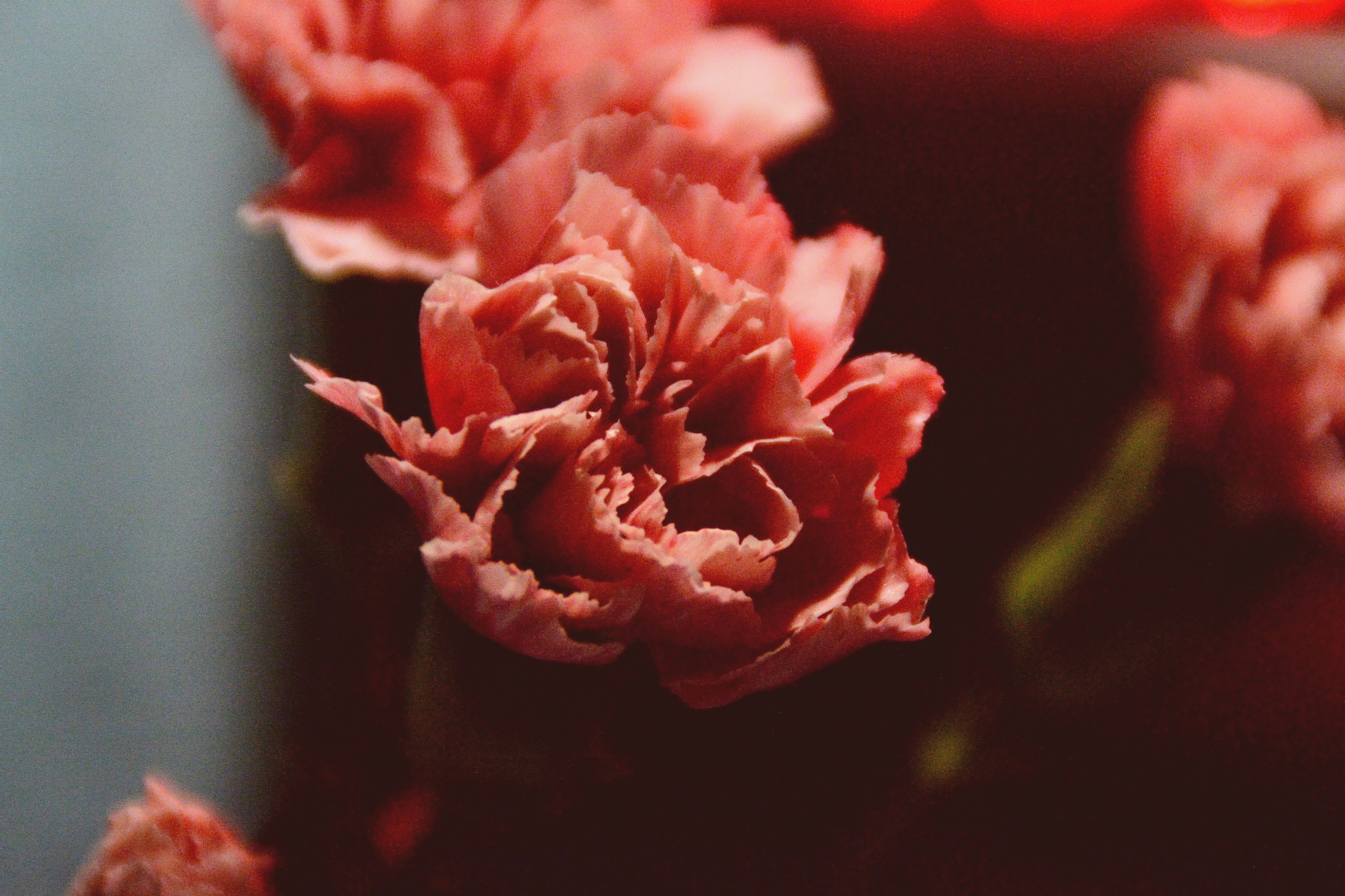 Photo by psilocybe53