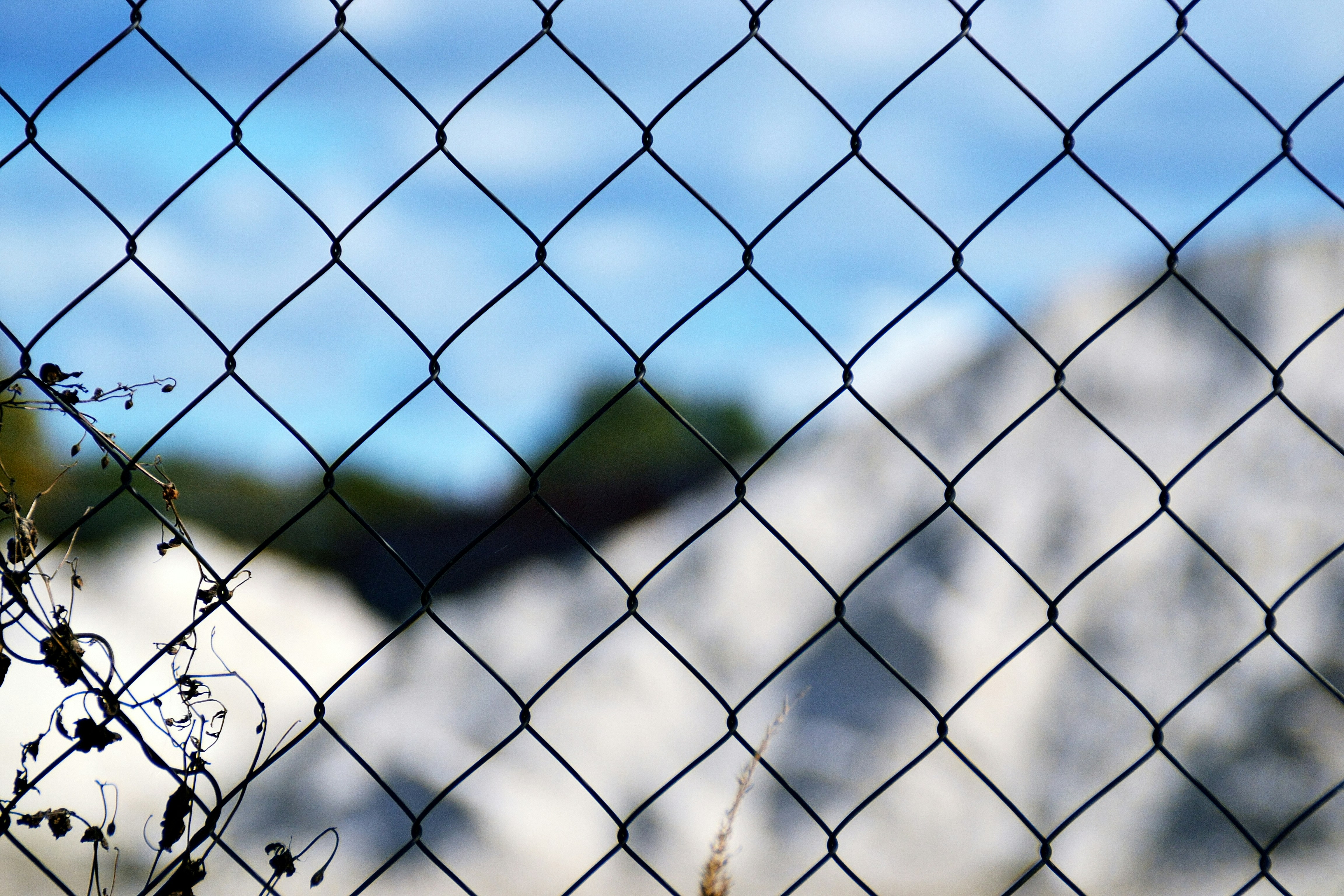 Photo by psilocybe53