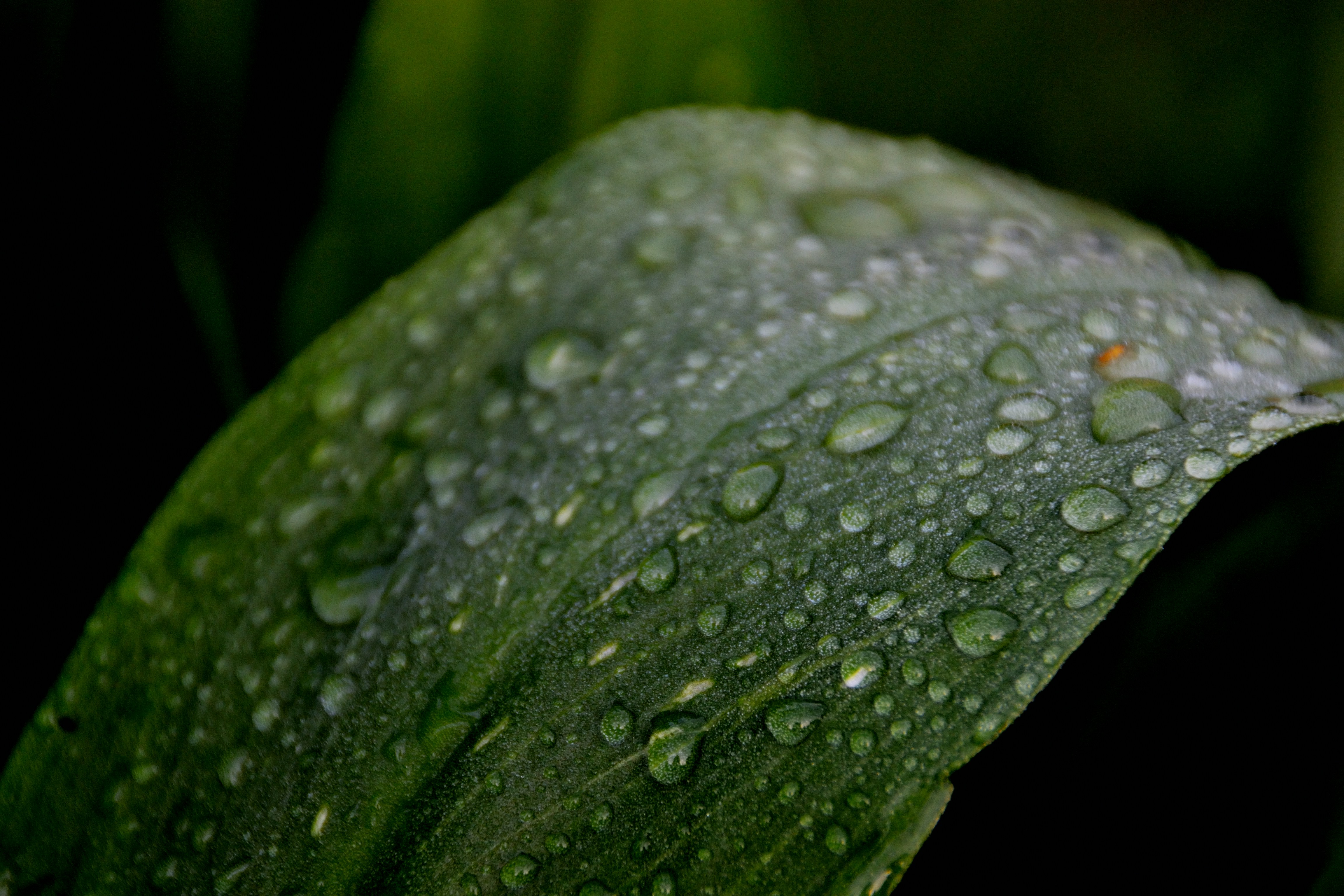 Photo by psilocybe53