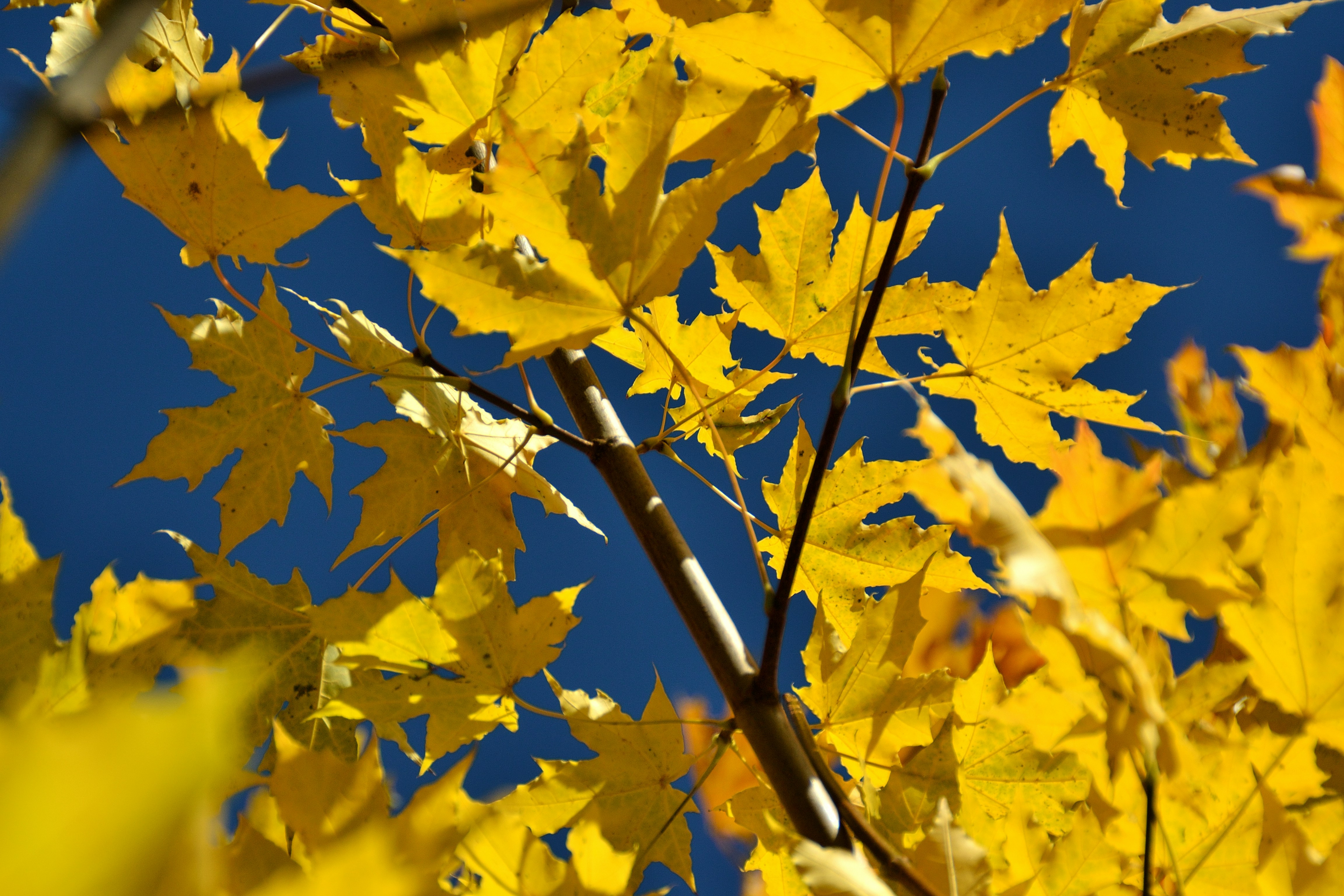 Photo by psilocybe53