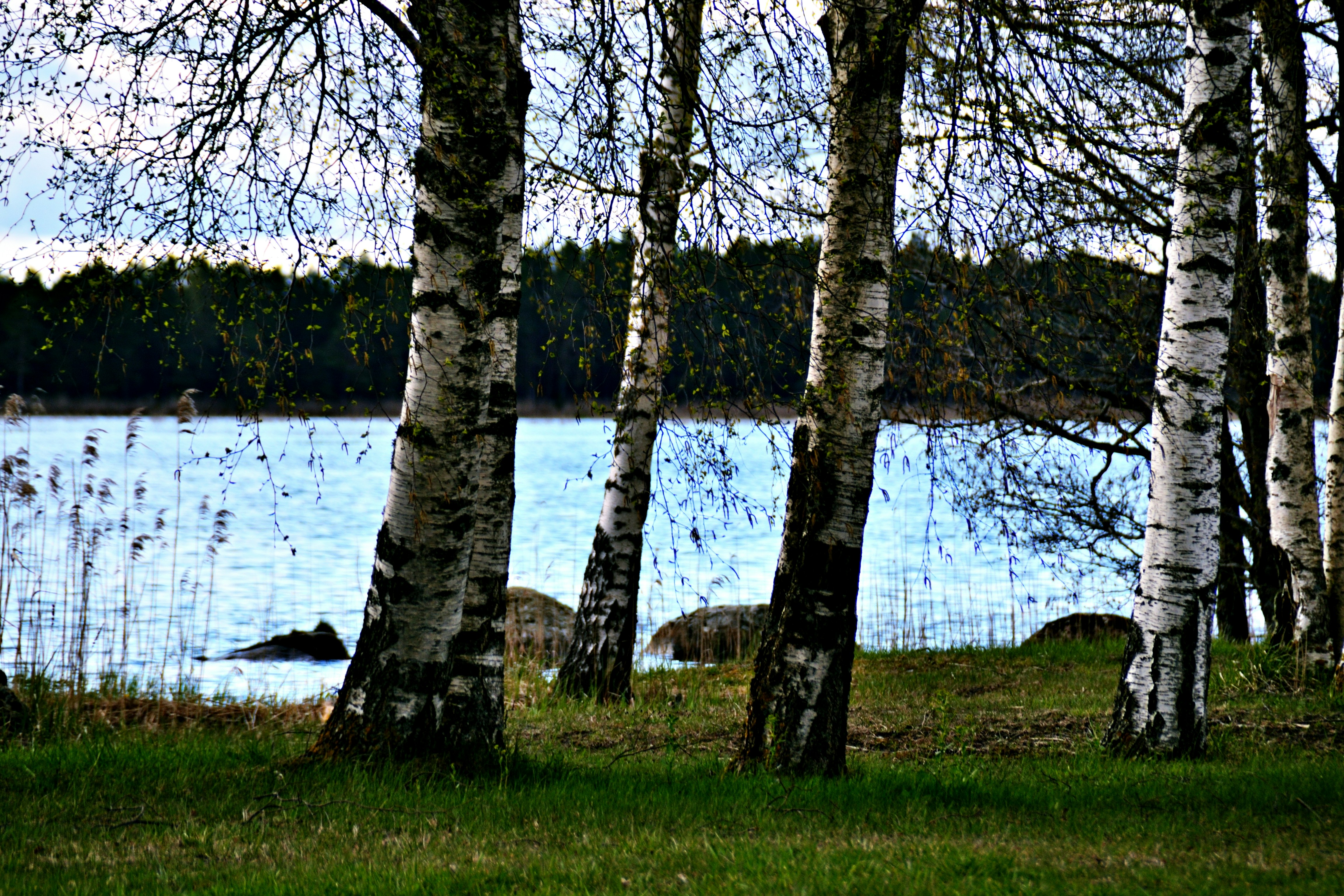 Birch trees stand by a calm lake with reeds.