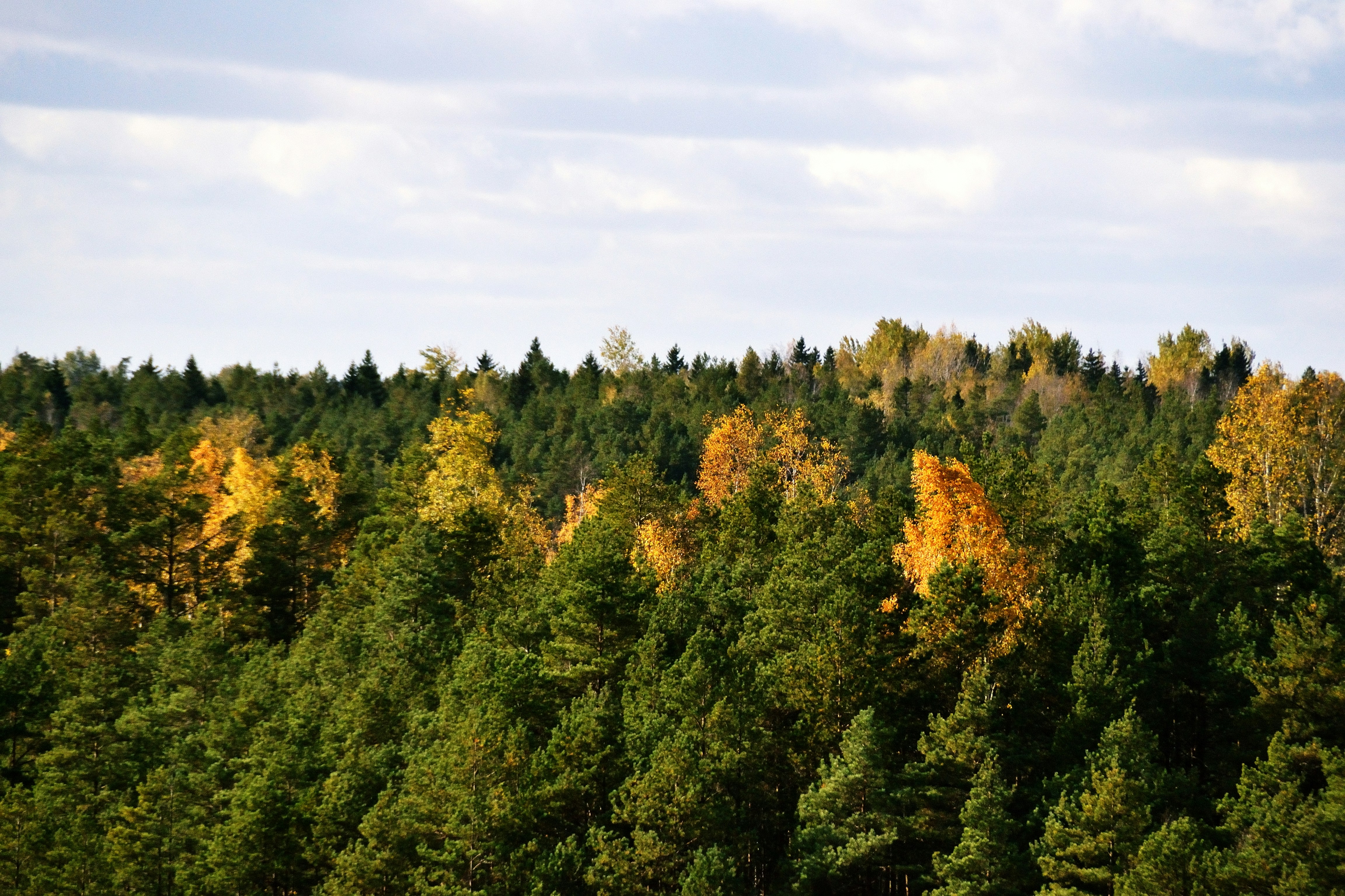 Photo by psilocybe53