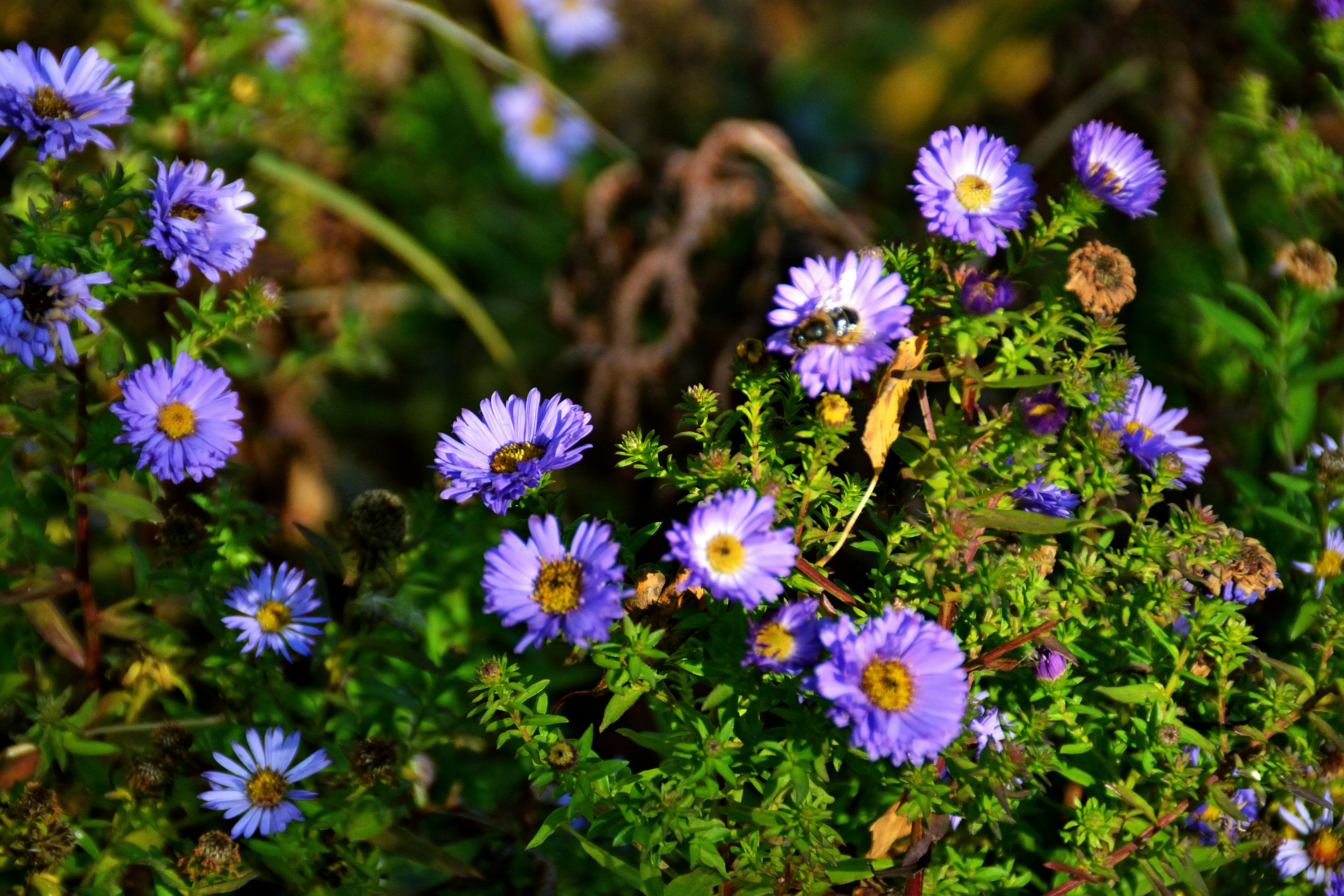 Photo by psilocybe53