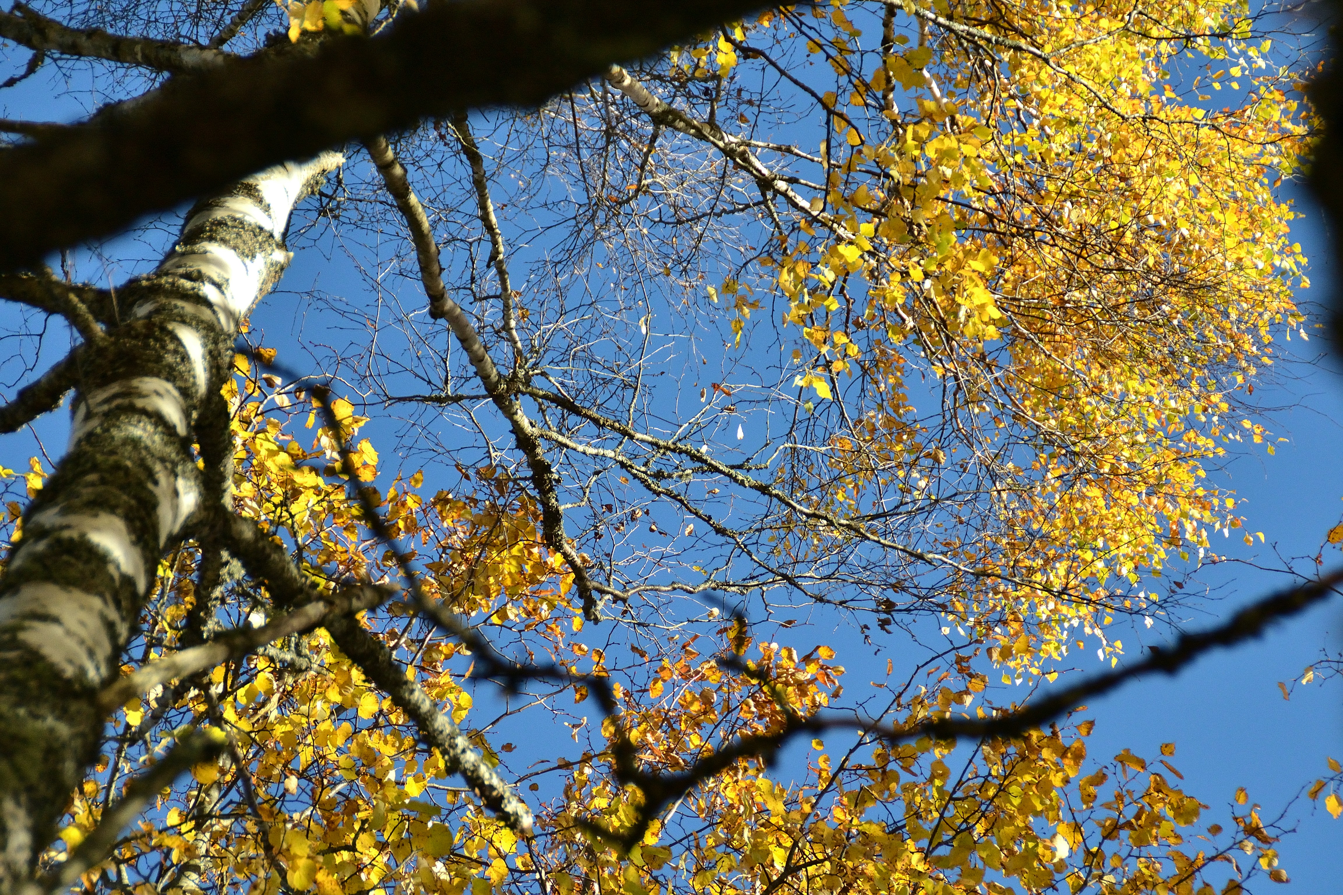 Photo by psilocybe53