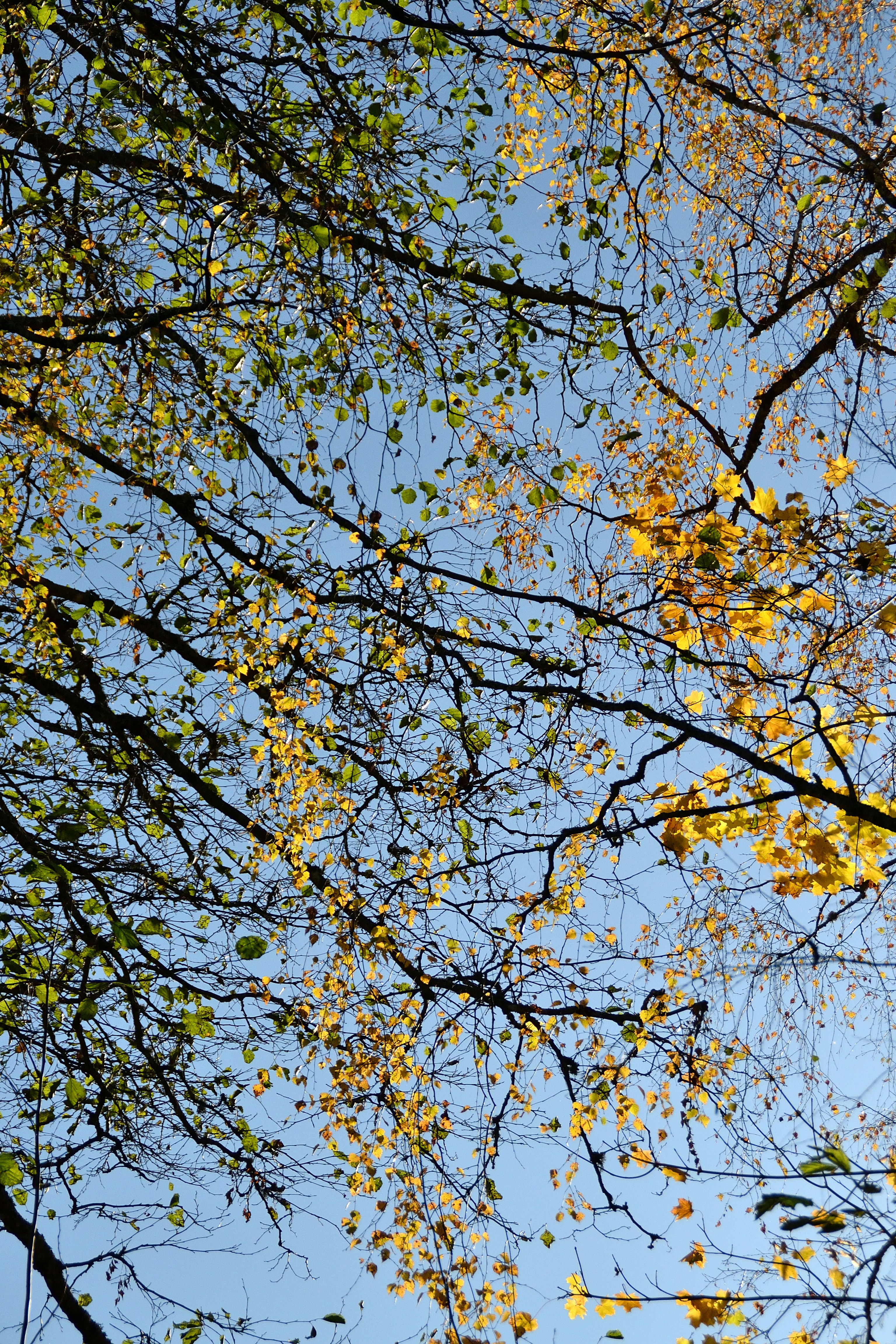 Photo by psilocybe53