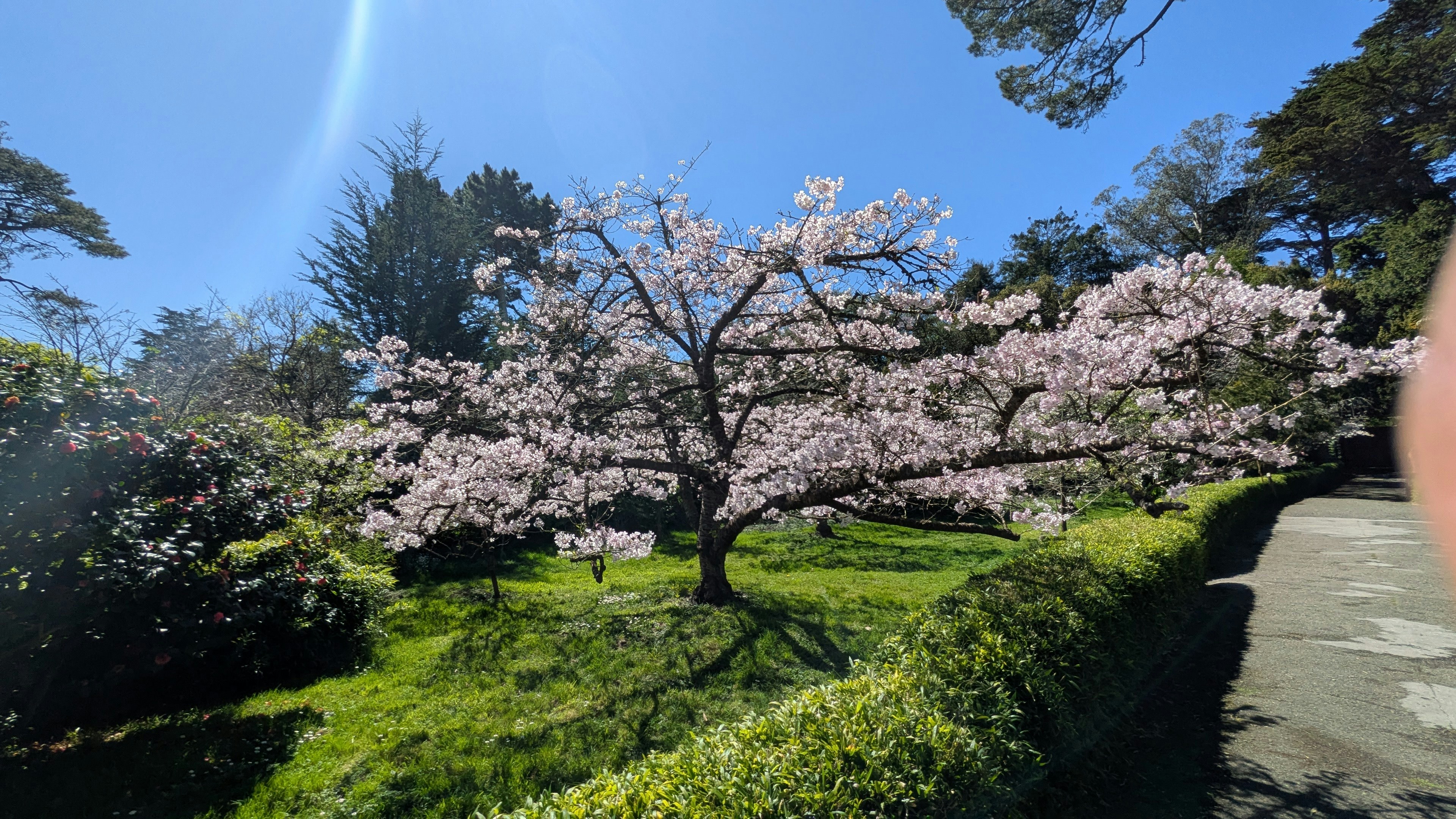A blooming cherry blossom tree in a park. photo – Free Spring Image on ...