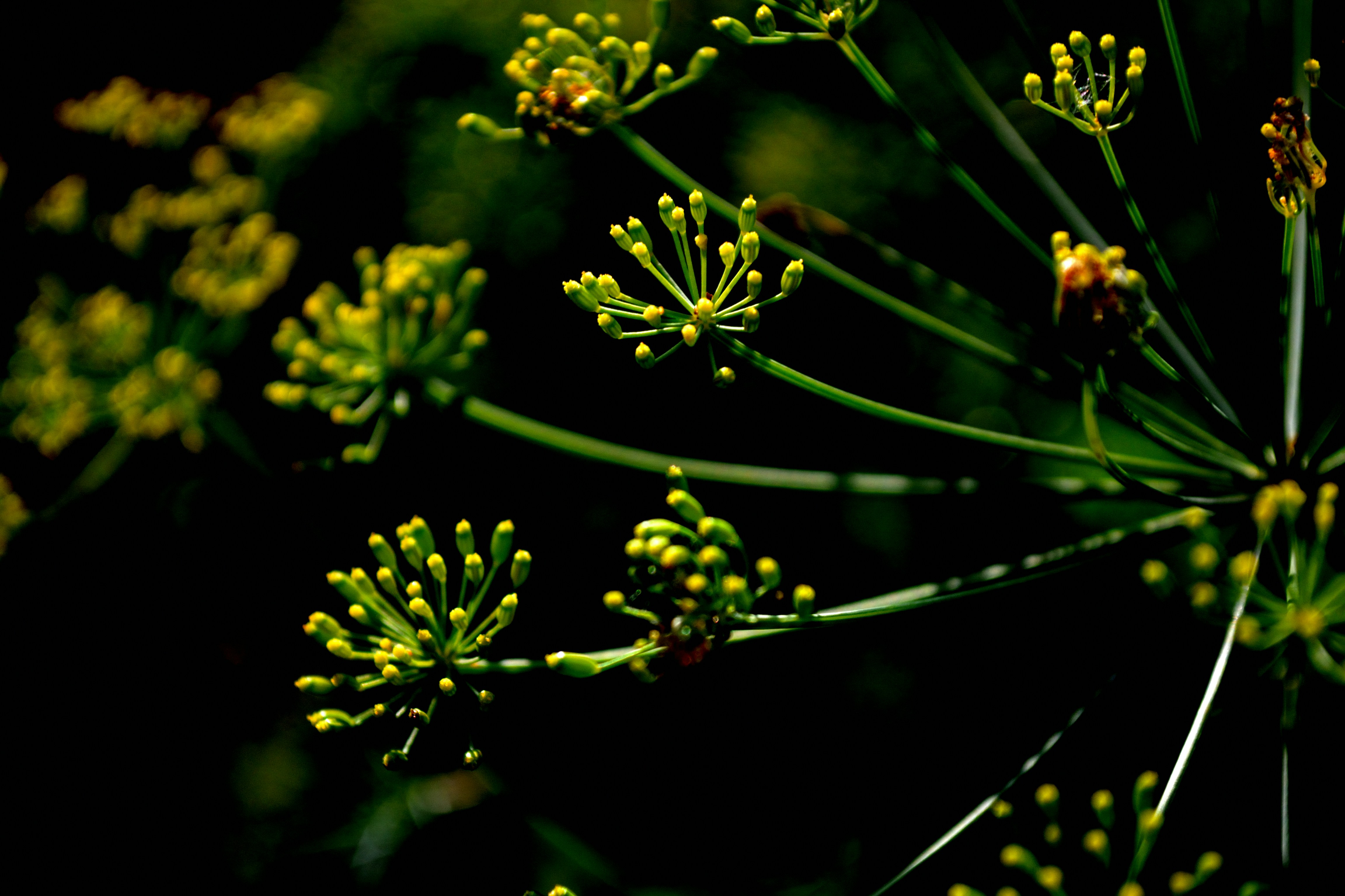fennel seeds essential oil, wallpaper, Minyak Adas: Manfaat, Cara Penggunaan, dan Risiko Lengkap 3