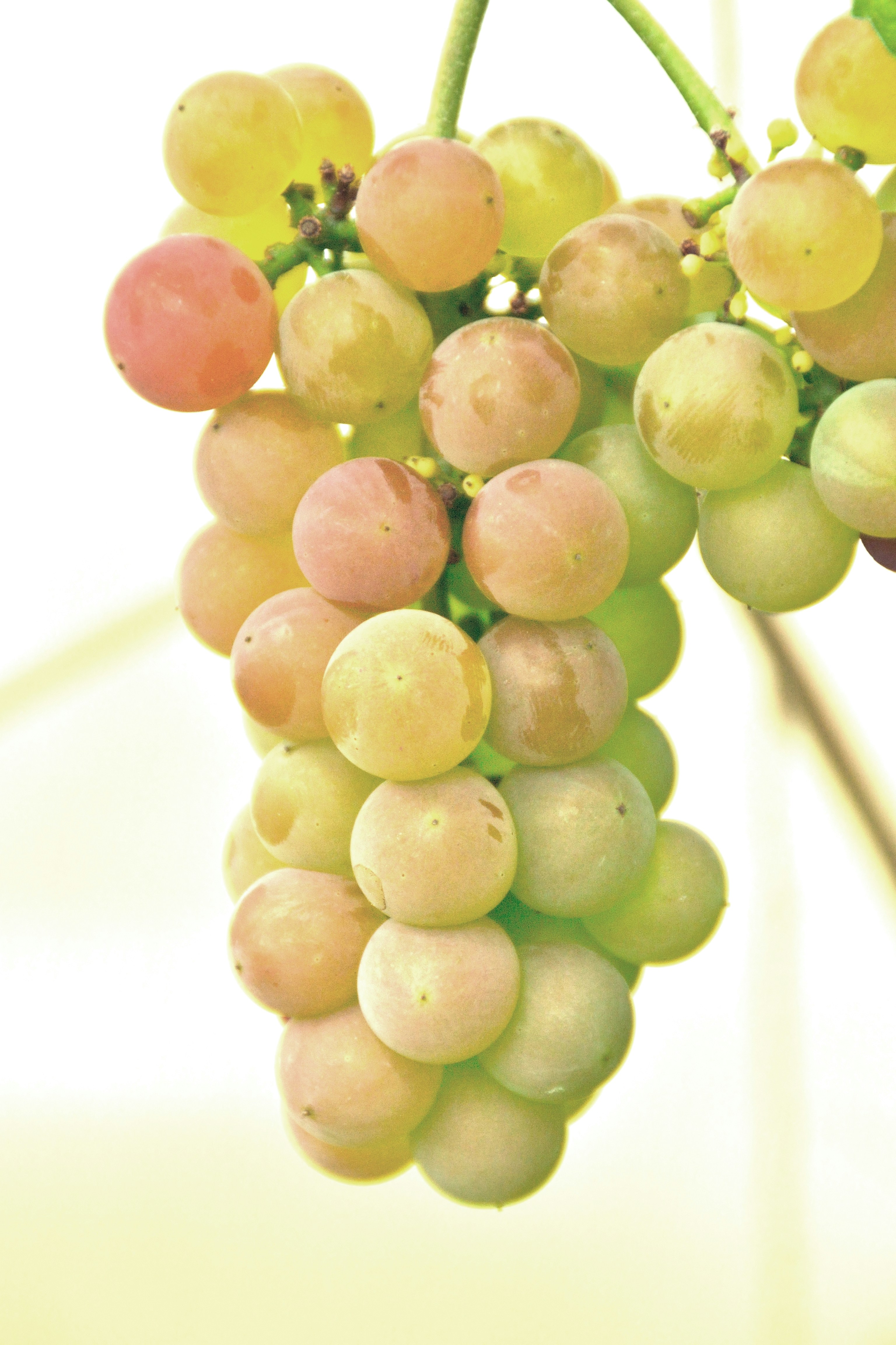 A cluster of ripe green and pink grapes