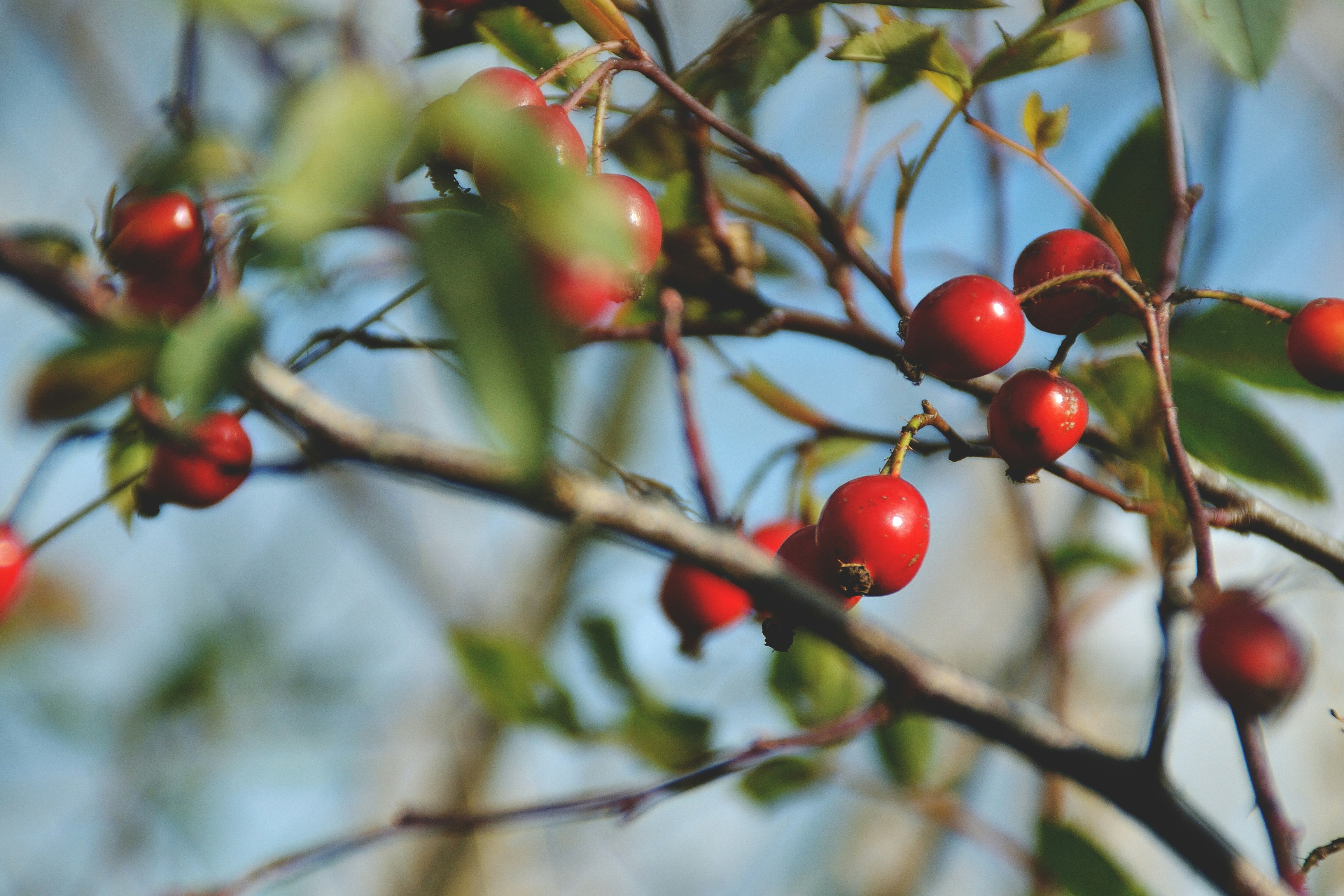 Photo by psilocybe53