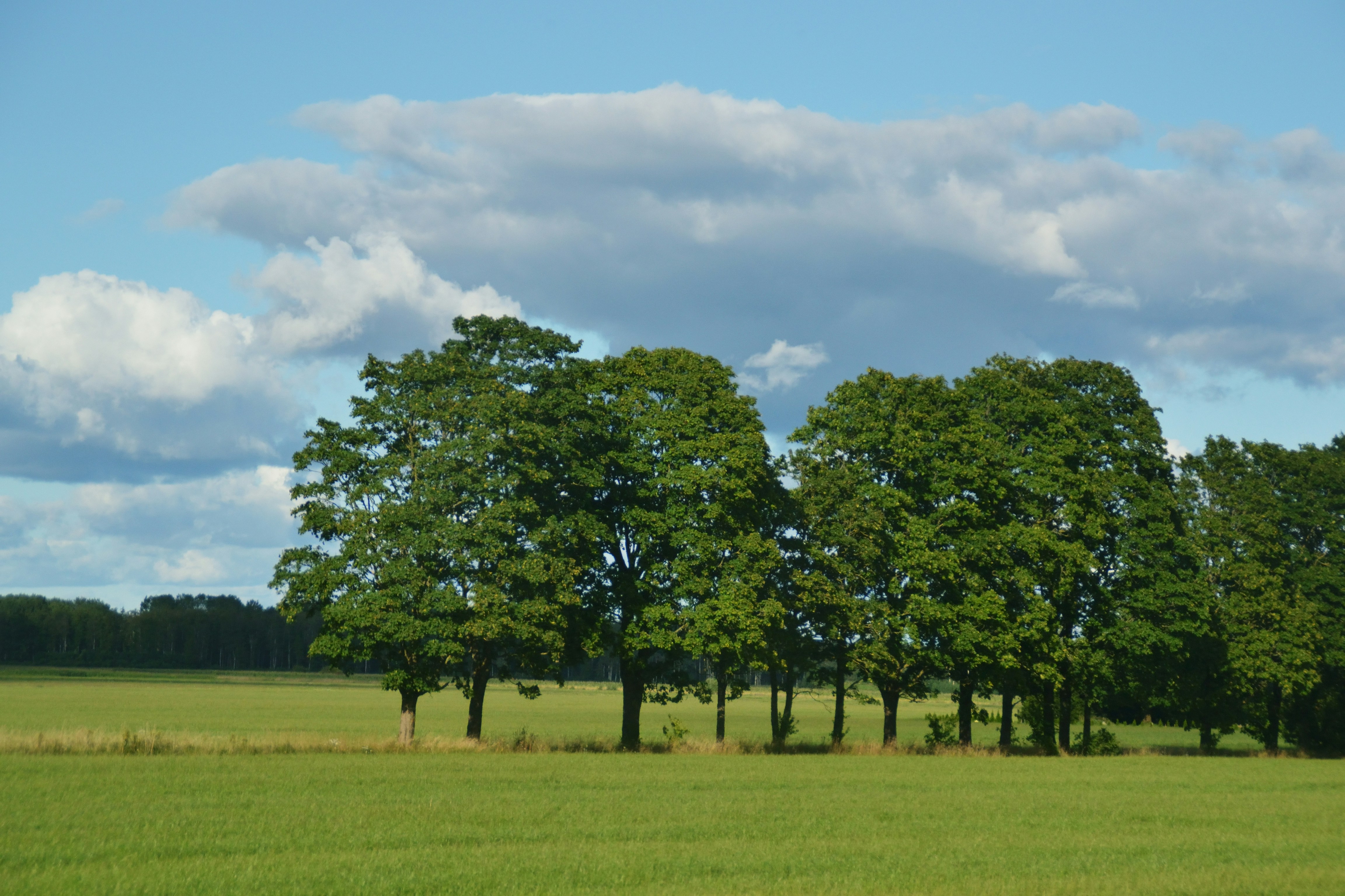 Photo by psilocybe53