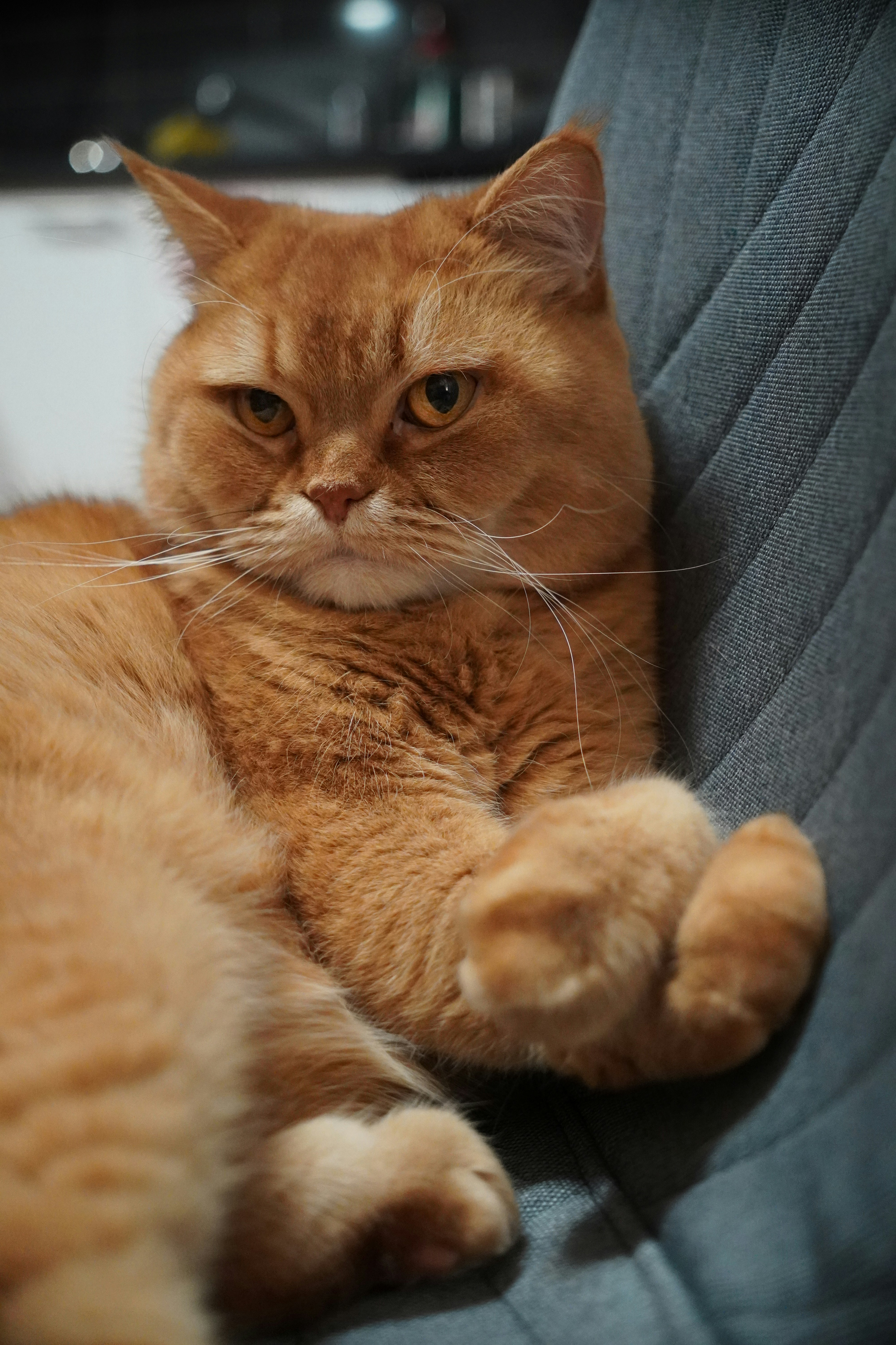 A fluffy orange cat rests on a textured chair.