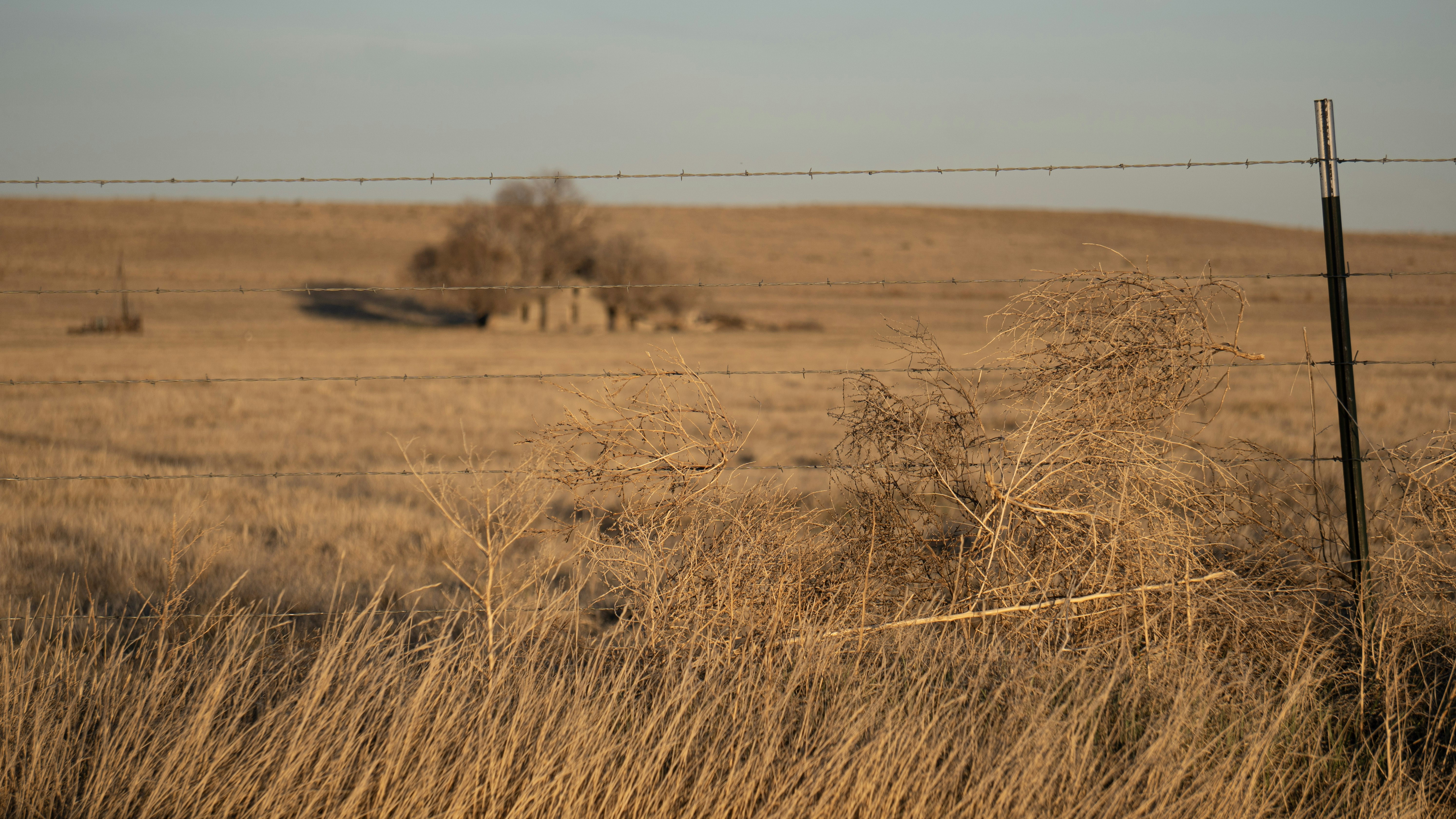 Fact brief: Did tumbleweeds first appear in the US in South Dakota?