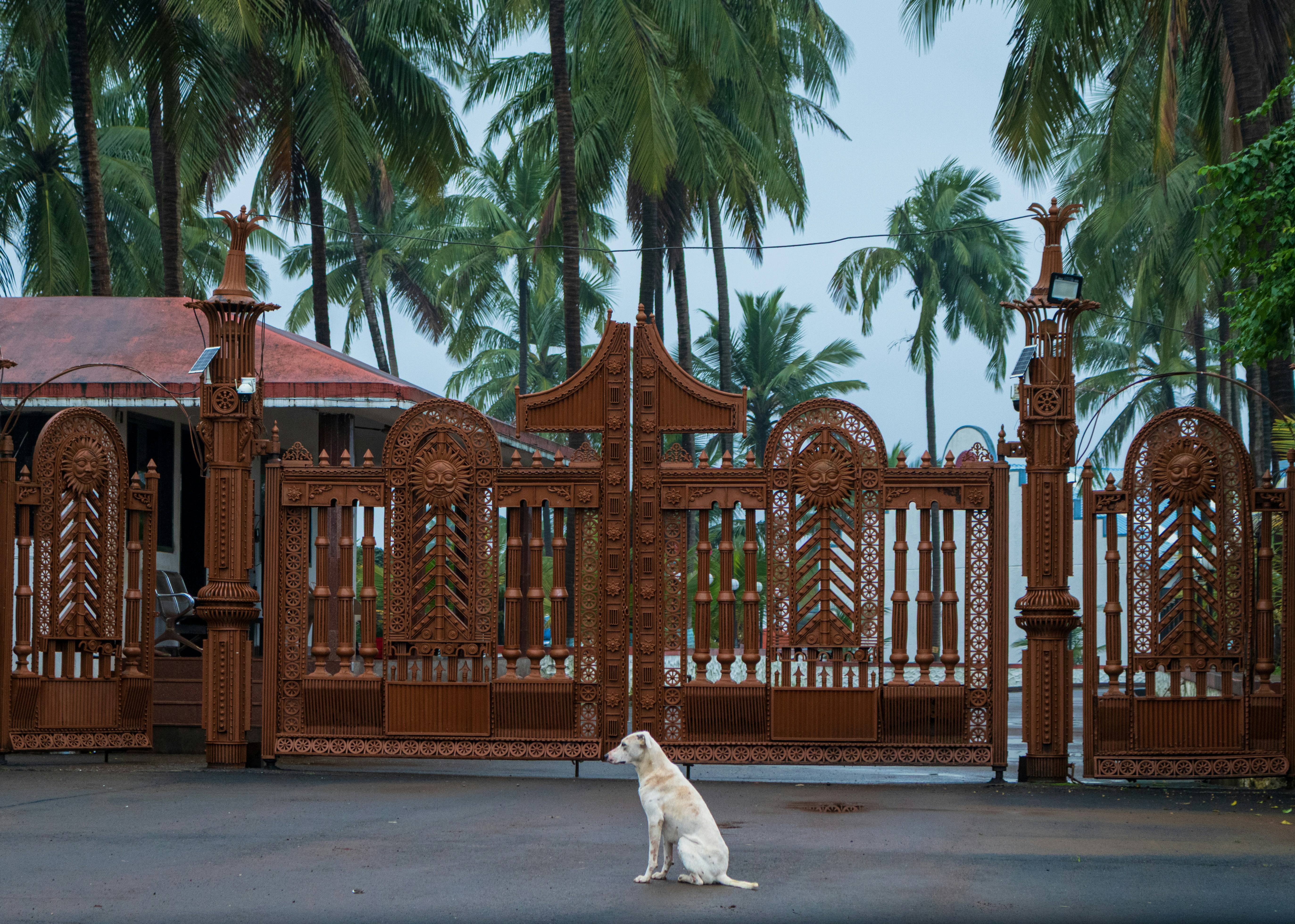 A stray dog sits on a wet road, looking back toward the camera, with an ornate carved gate in the background. The scene captures a quiet, candid moment during the monsoon, blending urban life with traditional design elements. Ideal for editorial use, street photography themes, animal related content, and storytelling around everyday life in India.
