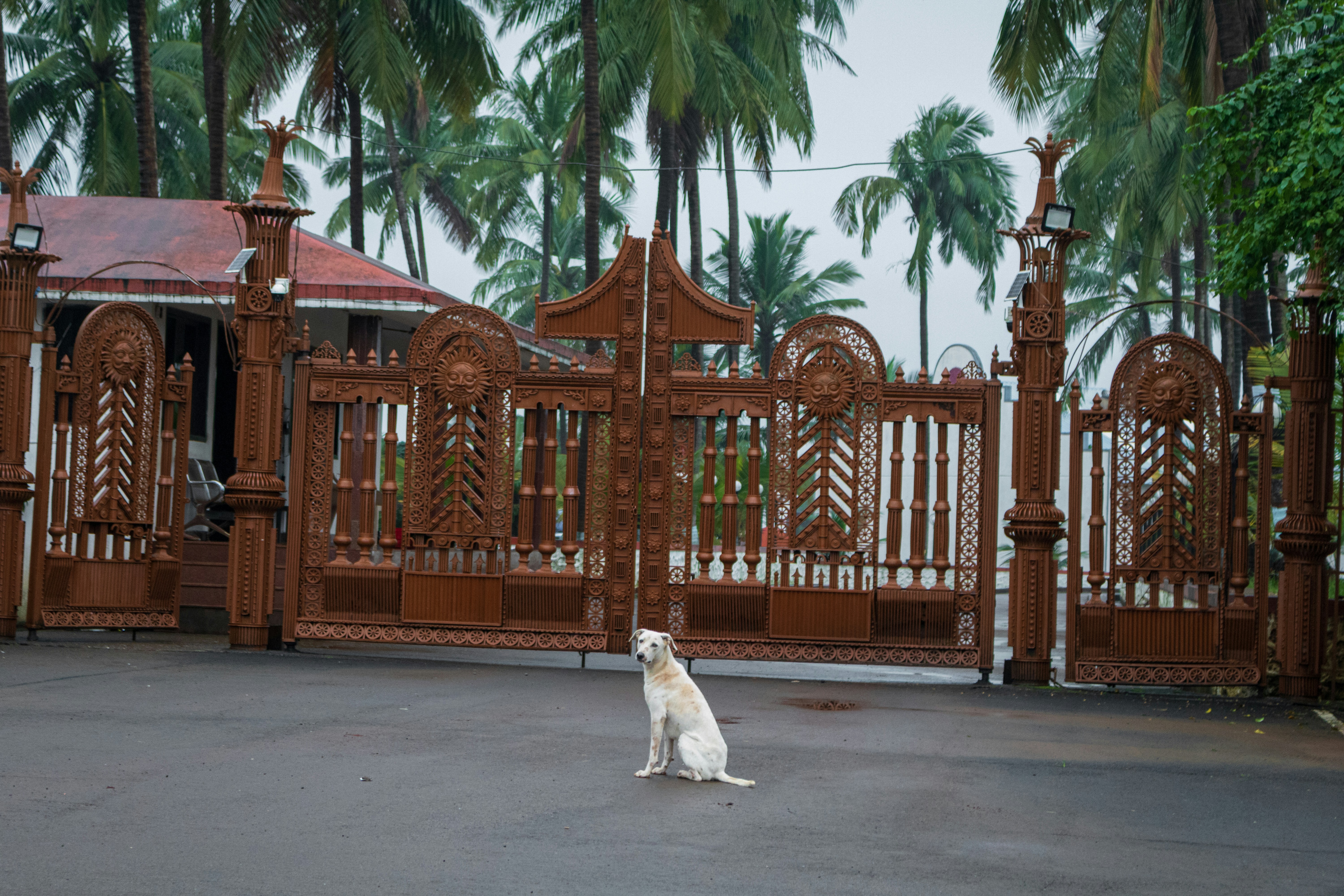White dog sits in front of ornate brown gates.