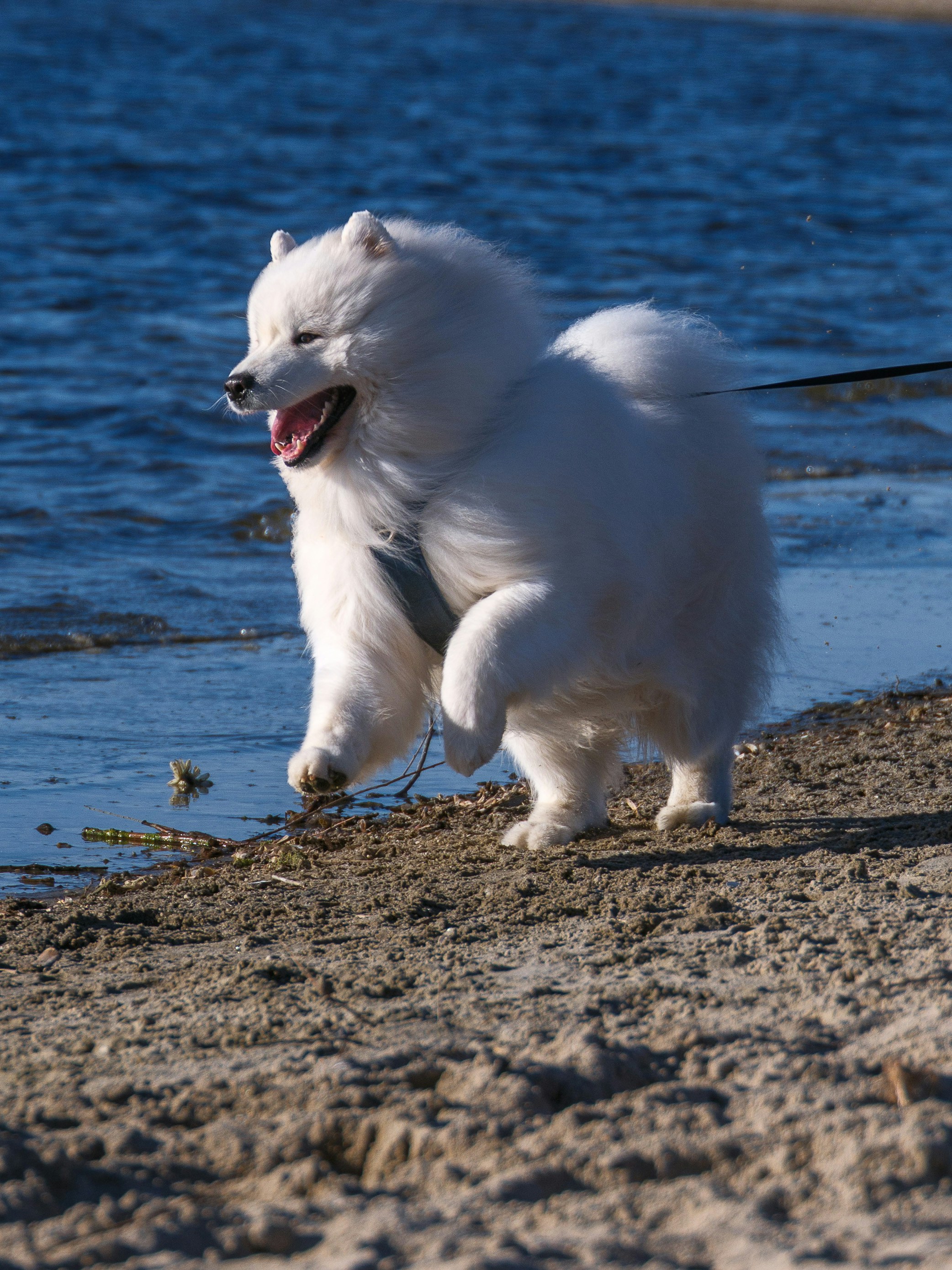 dog running on the beach