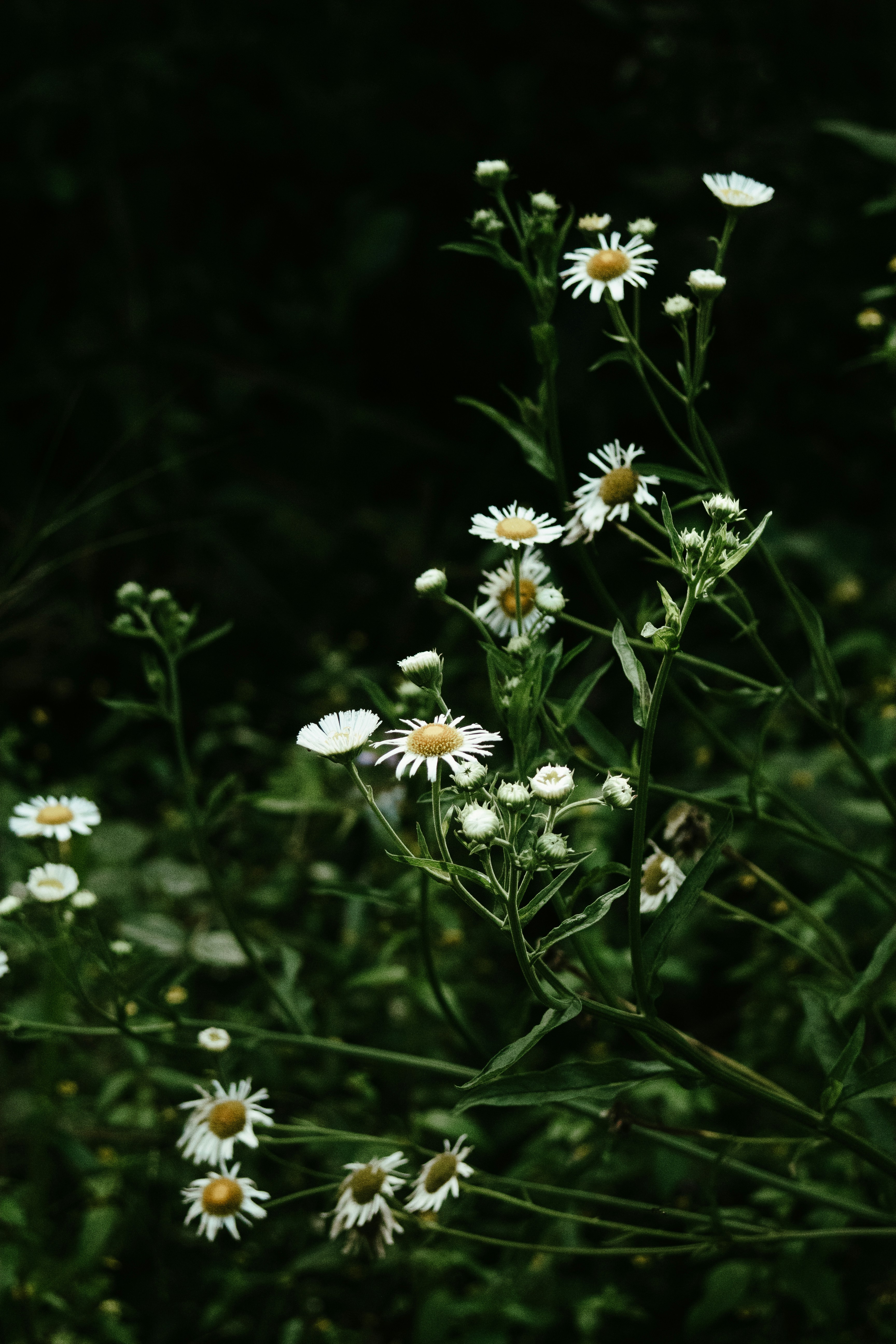 Photo by diegocarneiro