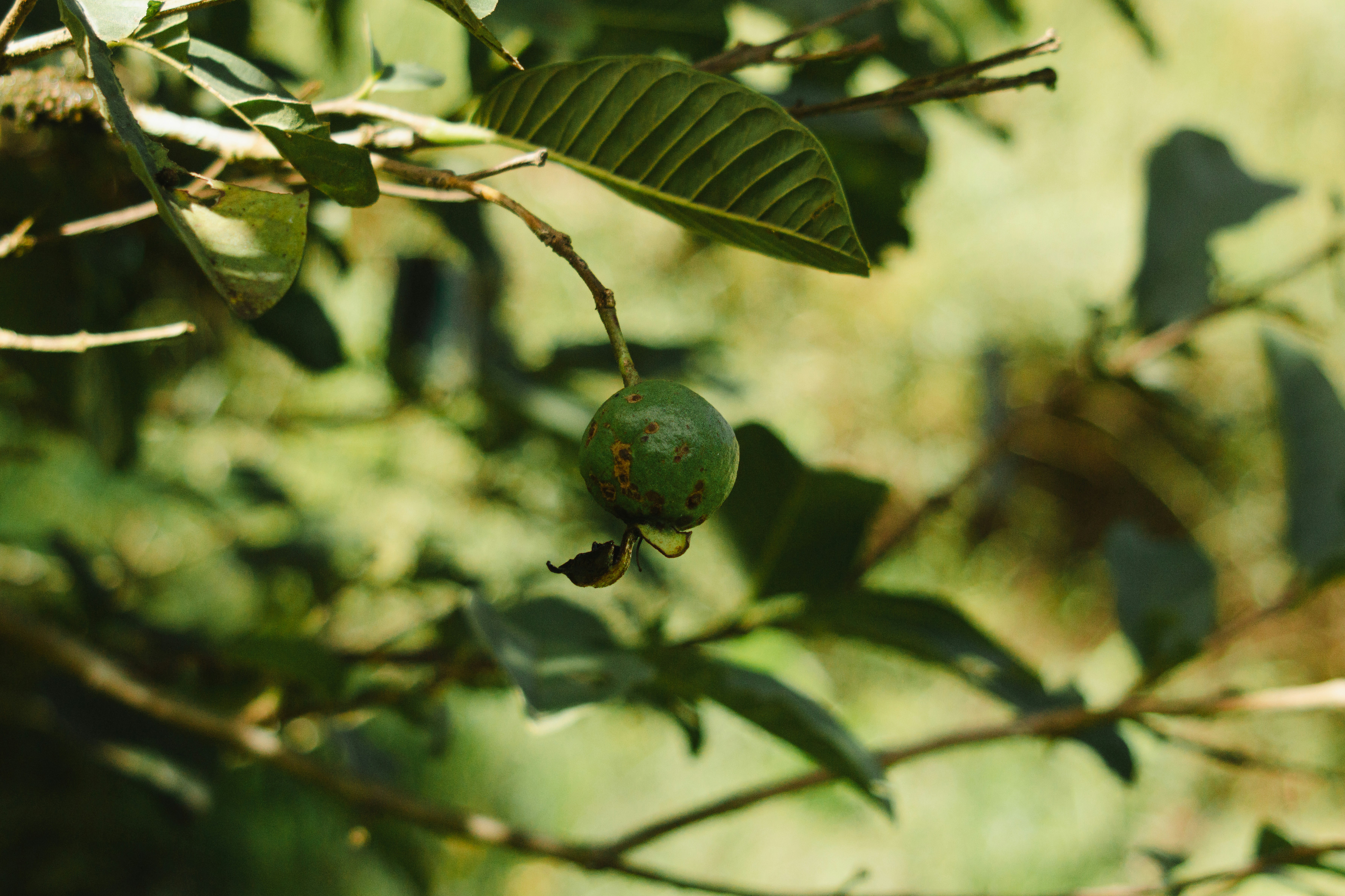 Photo by diegocarneiro