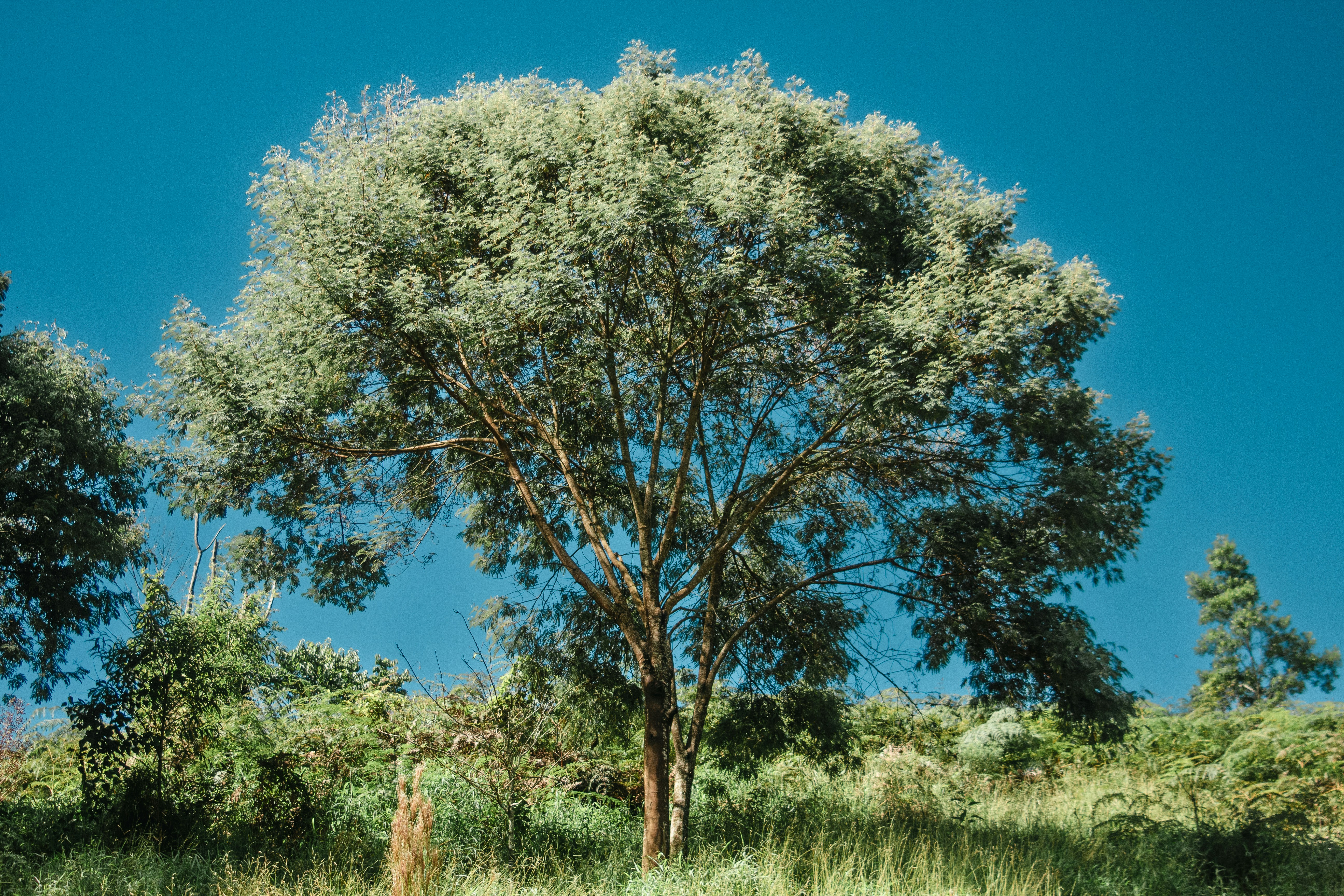 A large tree stands on a grassy hill undergrowth.