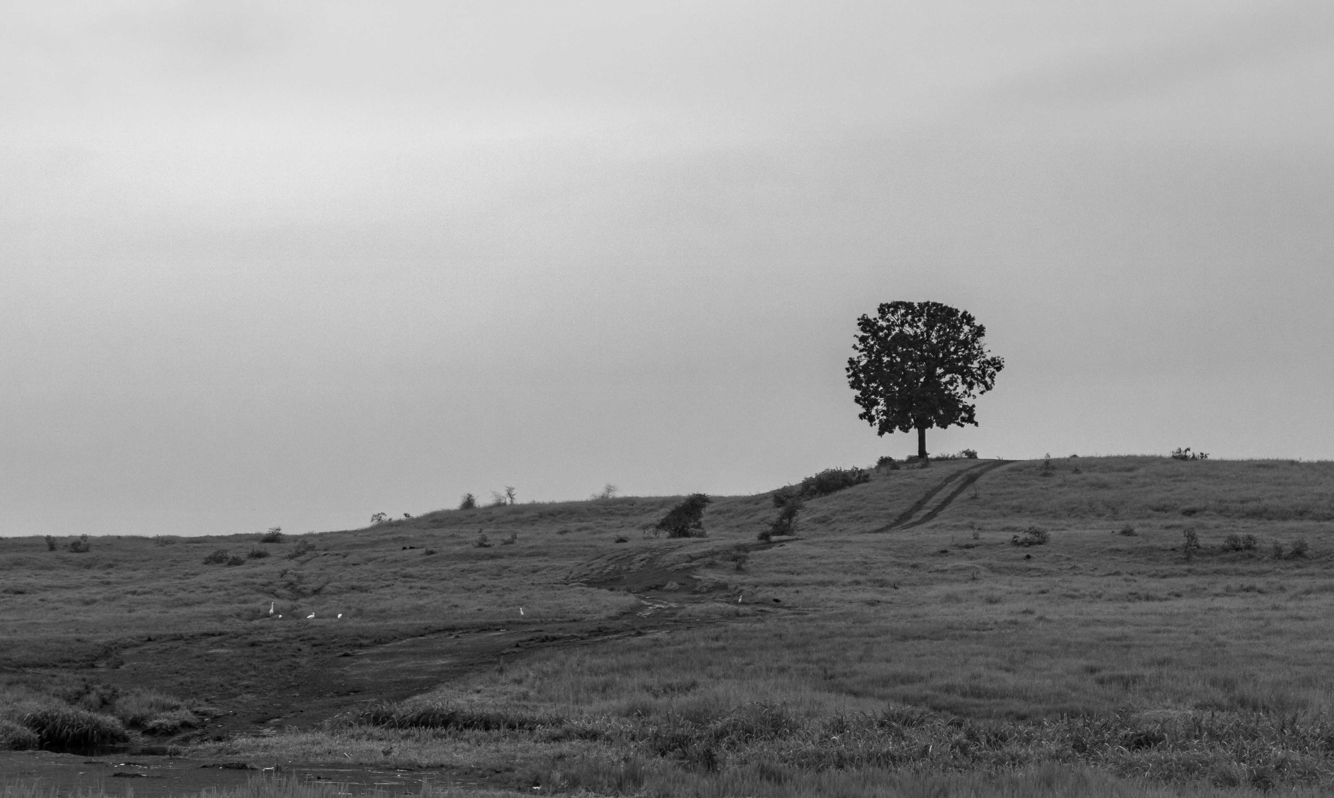 Photo by zoshuacolah