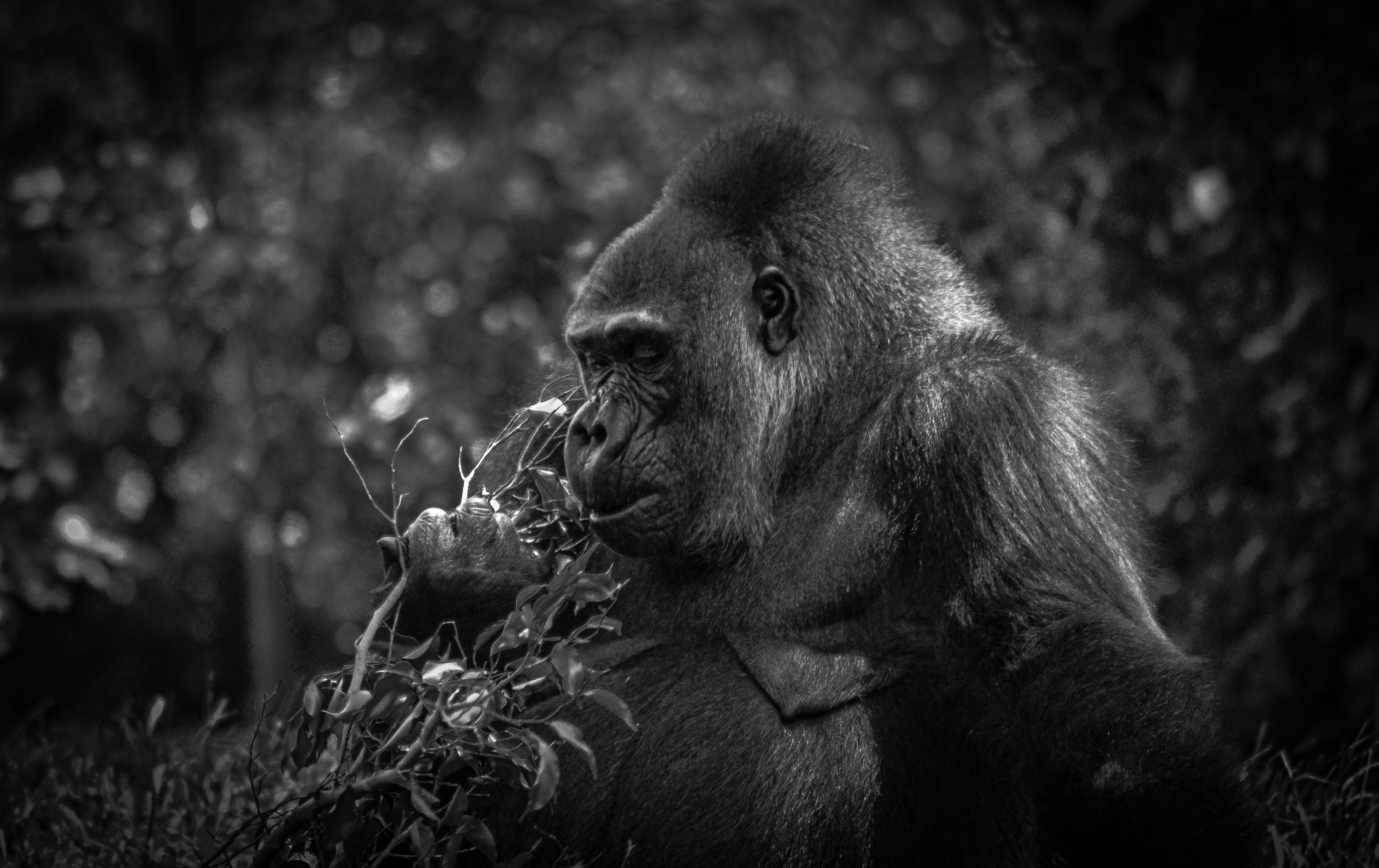 A gorilla eating leaves in a forest