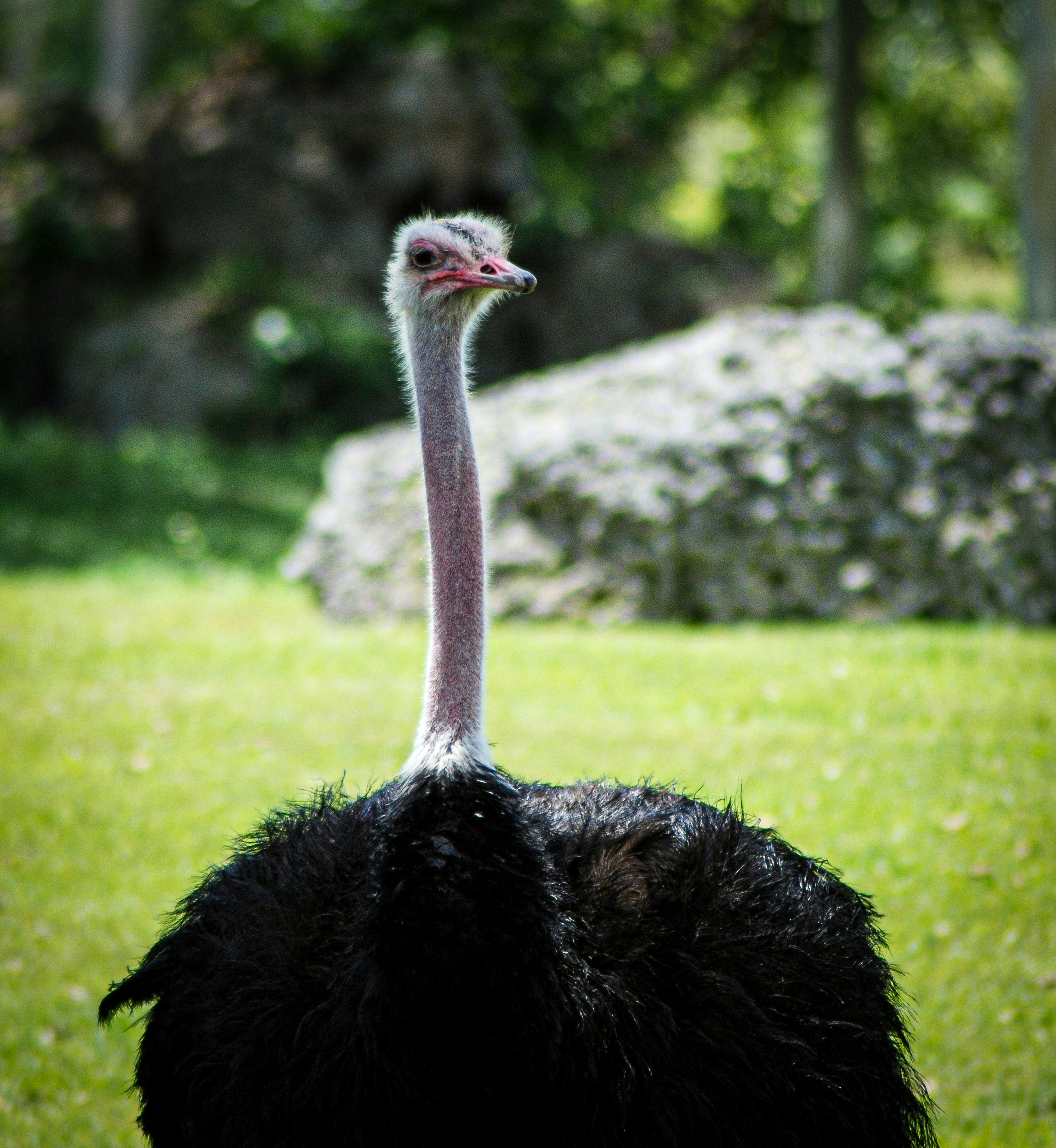 An ostrich stands on a grassy field with trees.