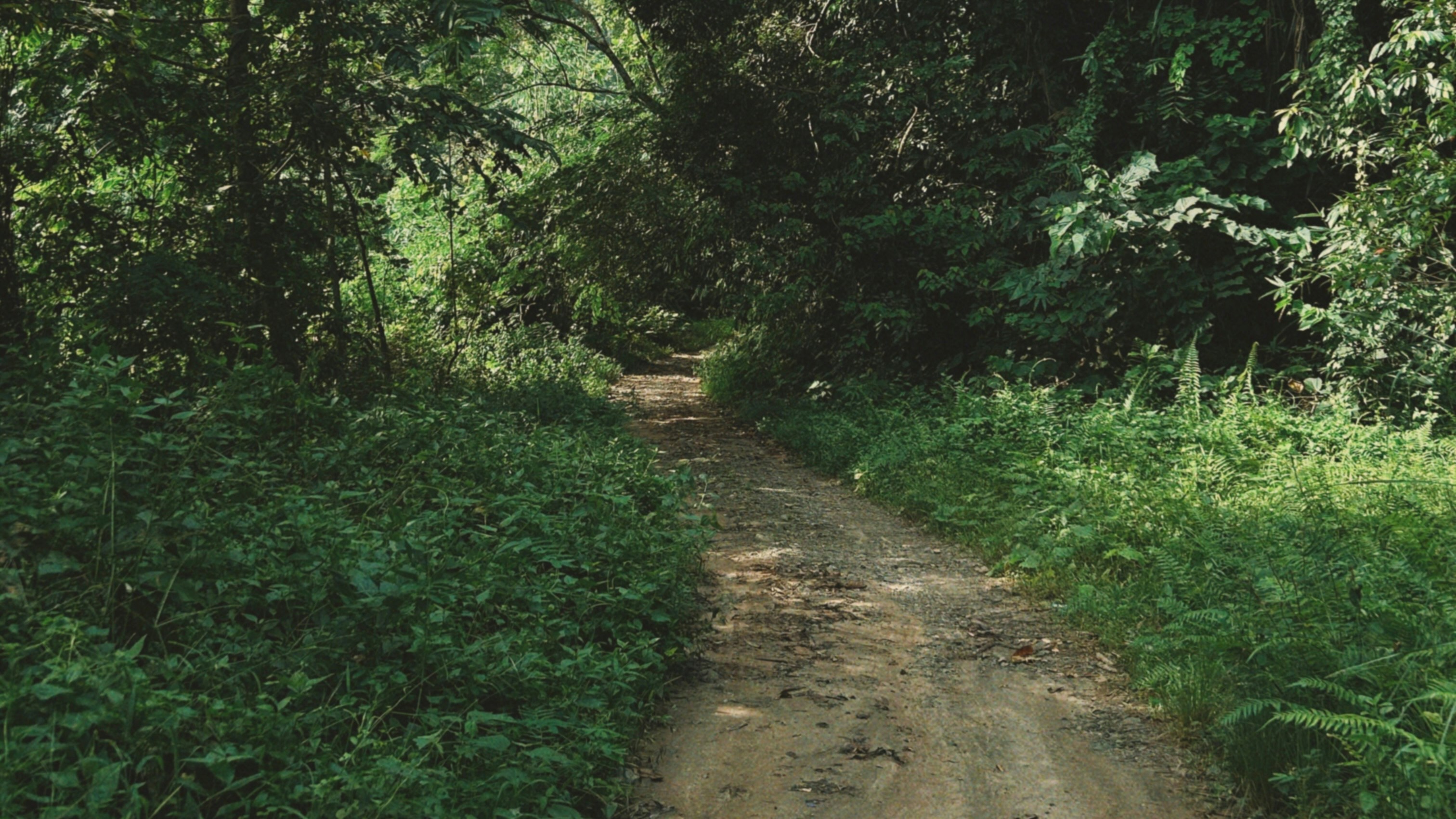 A dirt path winds through a lush green forest.