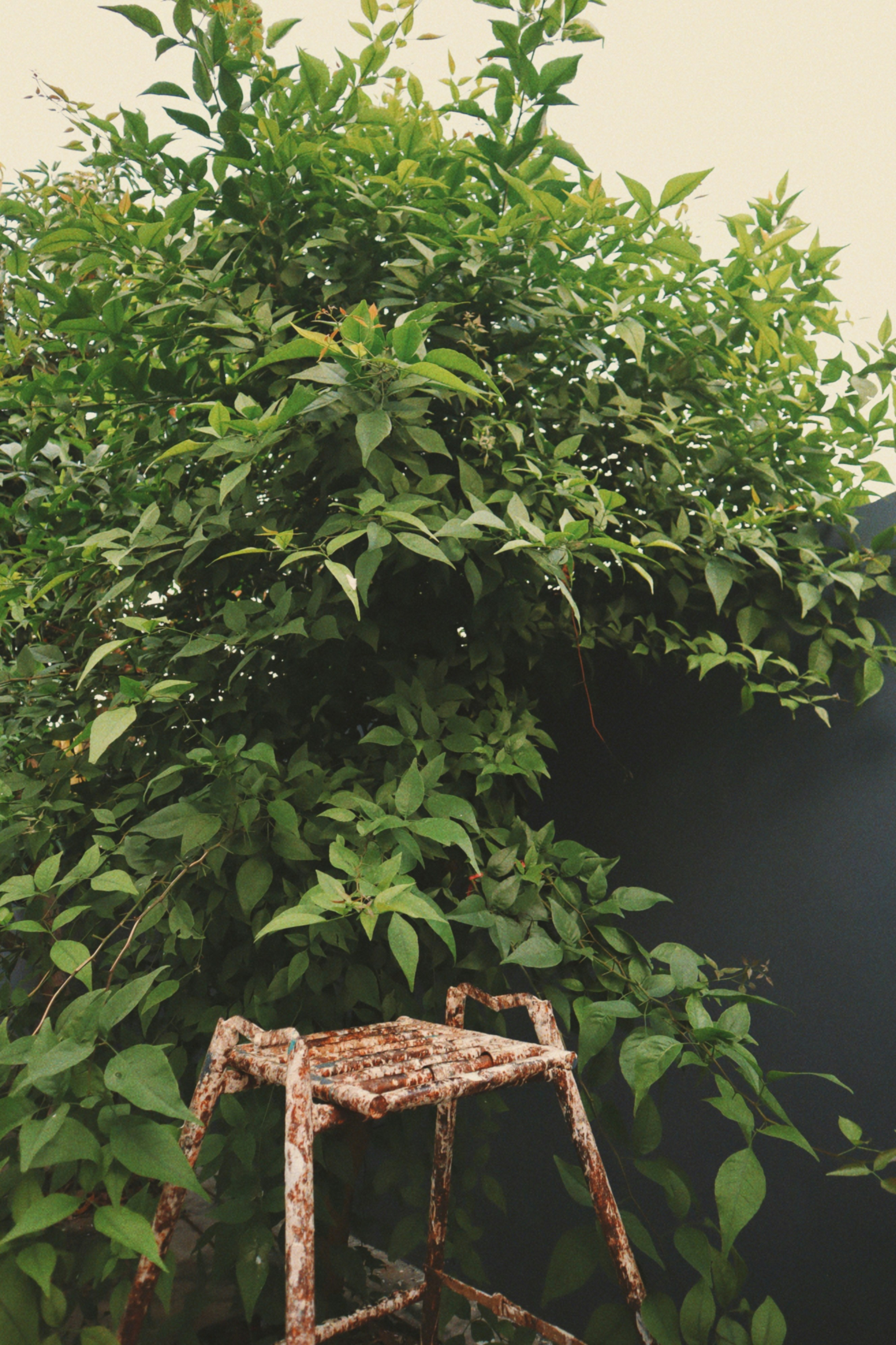 Rusty stool overgrown with green foliage
