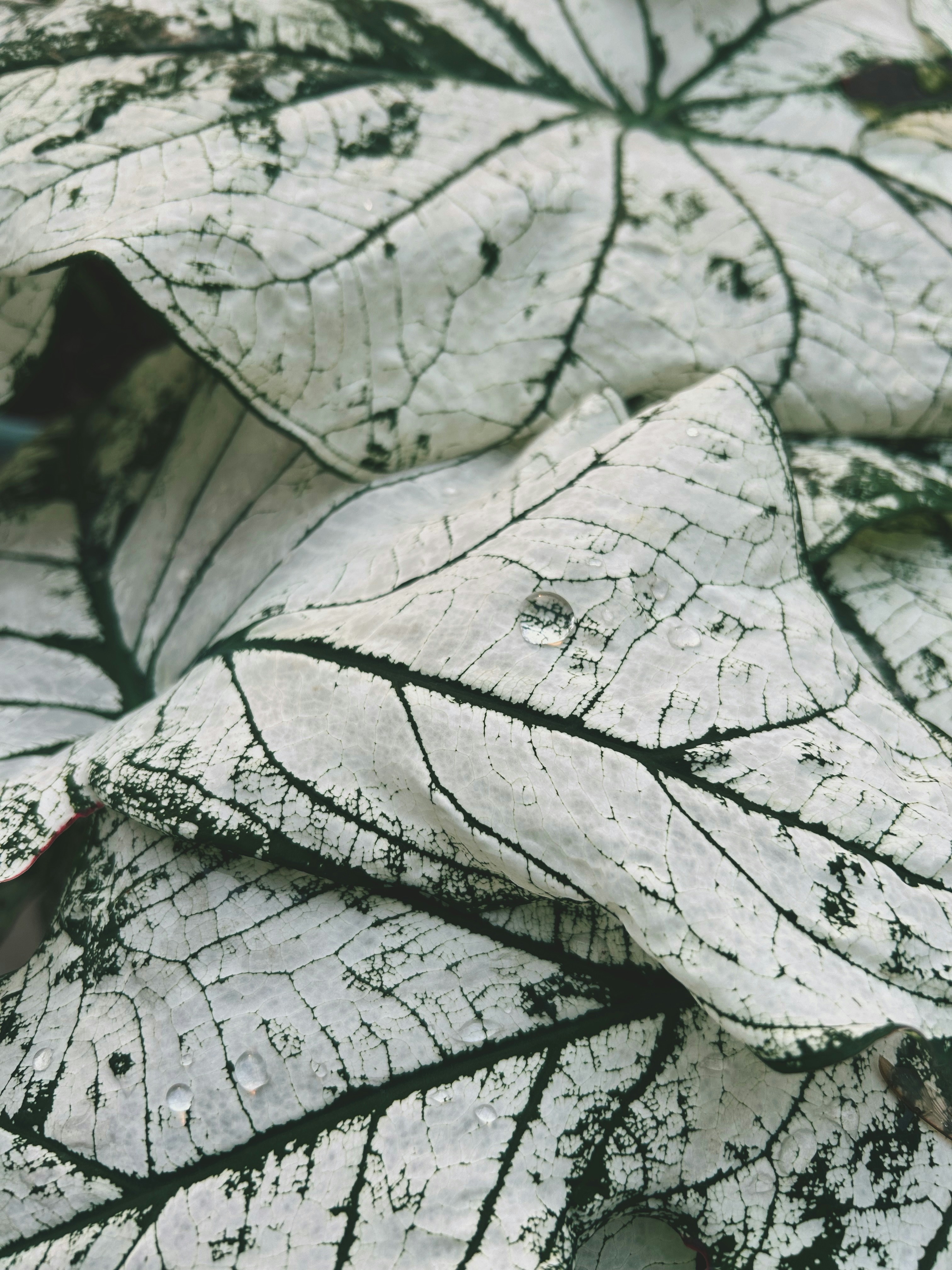 Close-up of white leaves with dark veins and water droplets.