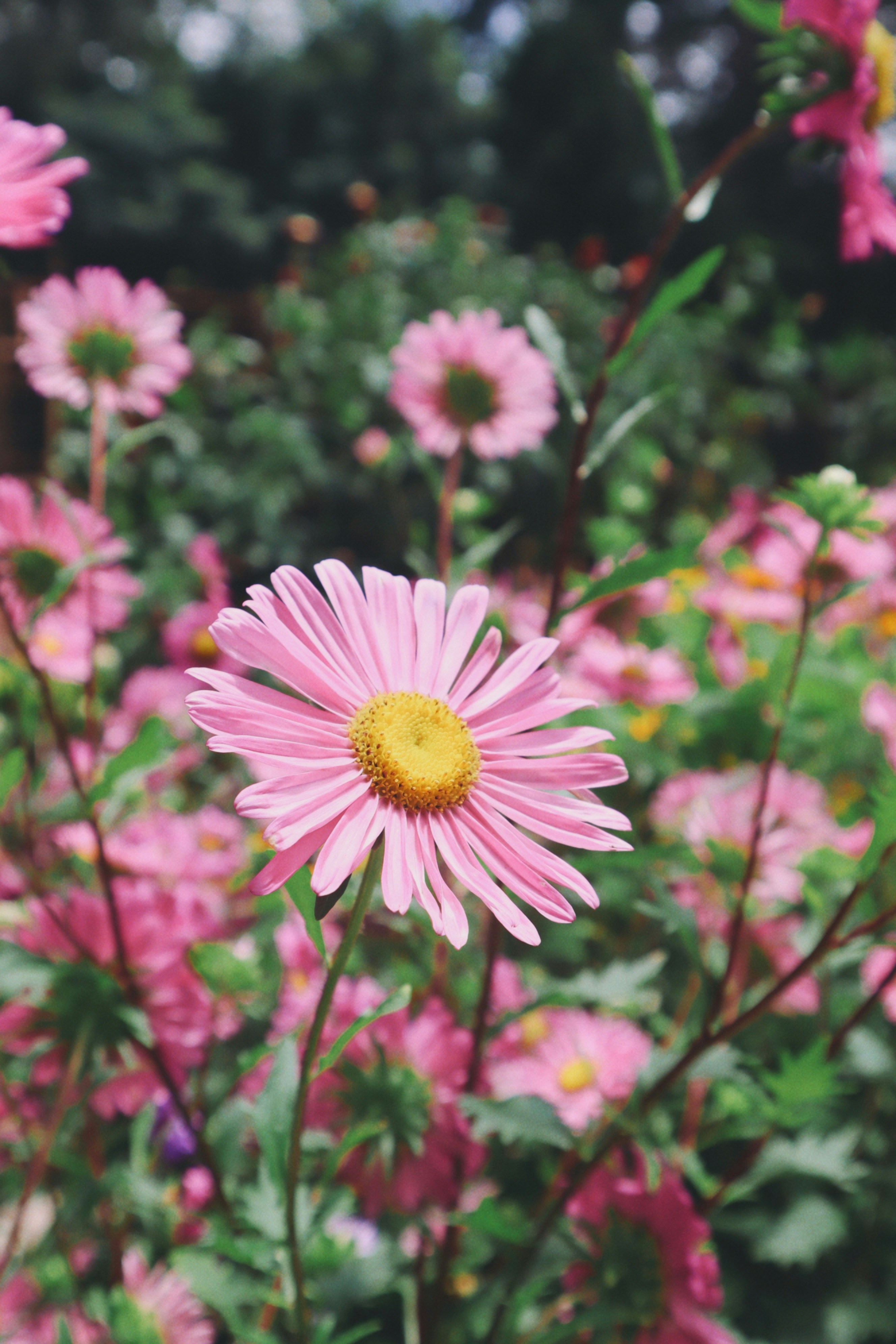 Photo by aryasphotodiary