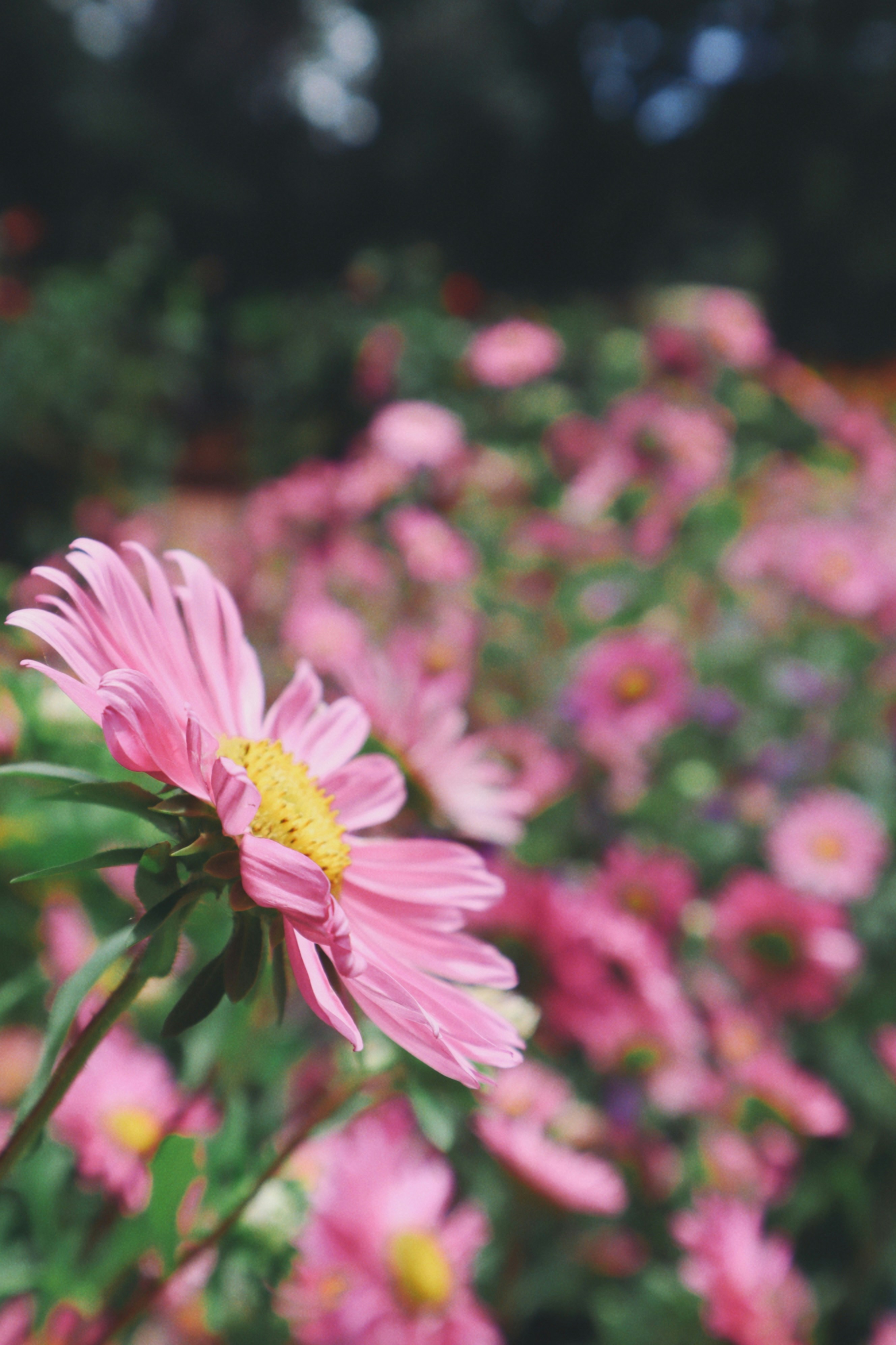 Photo by aryasphotodiary