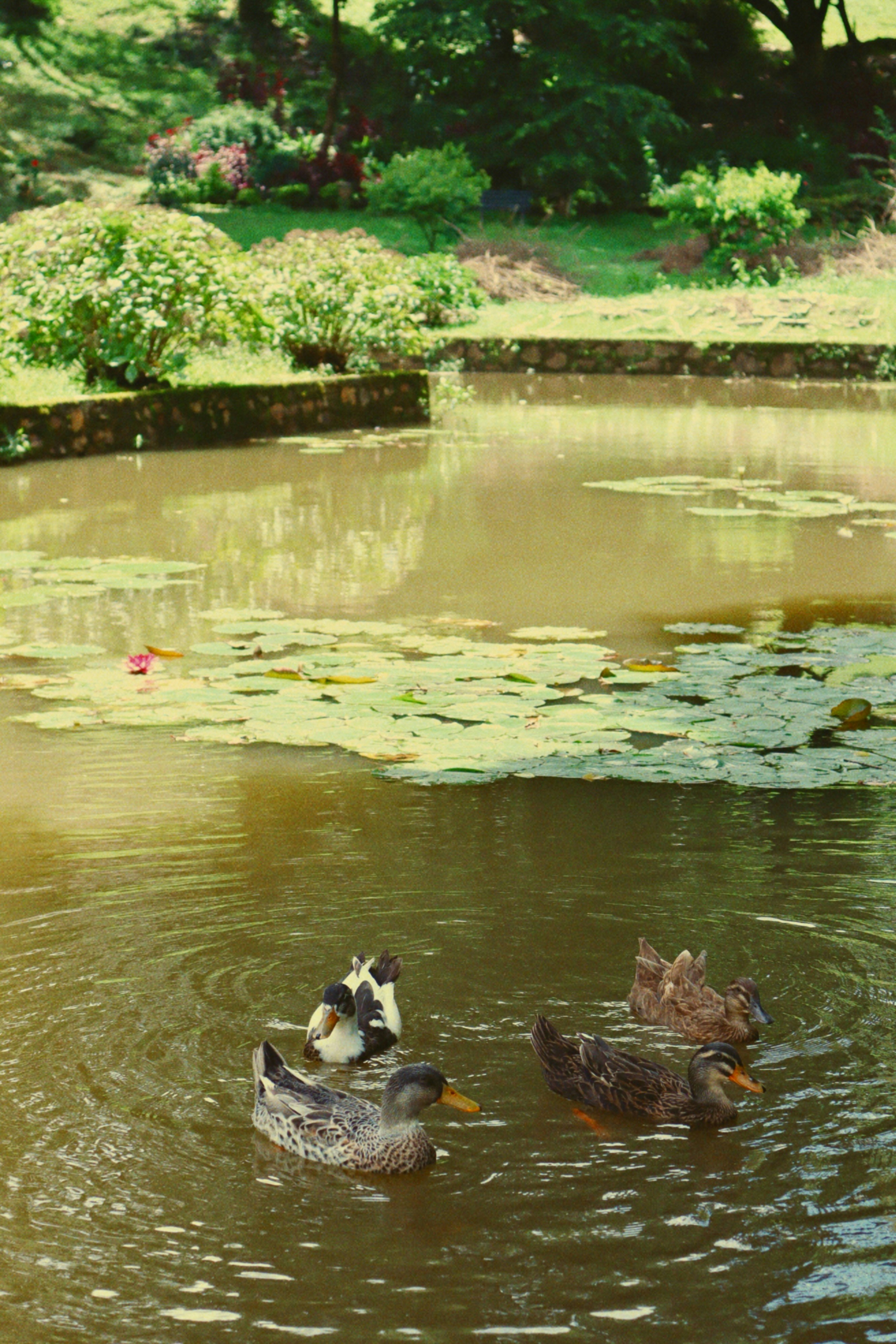Ducks swimming in a pond with lily pads.