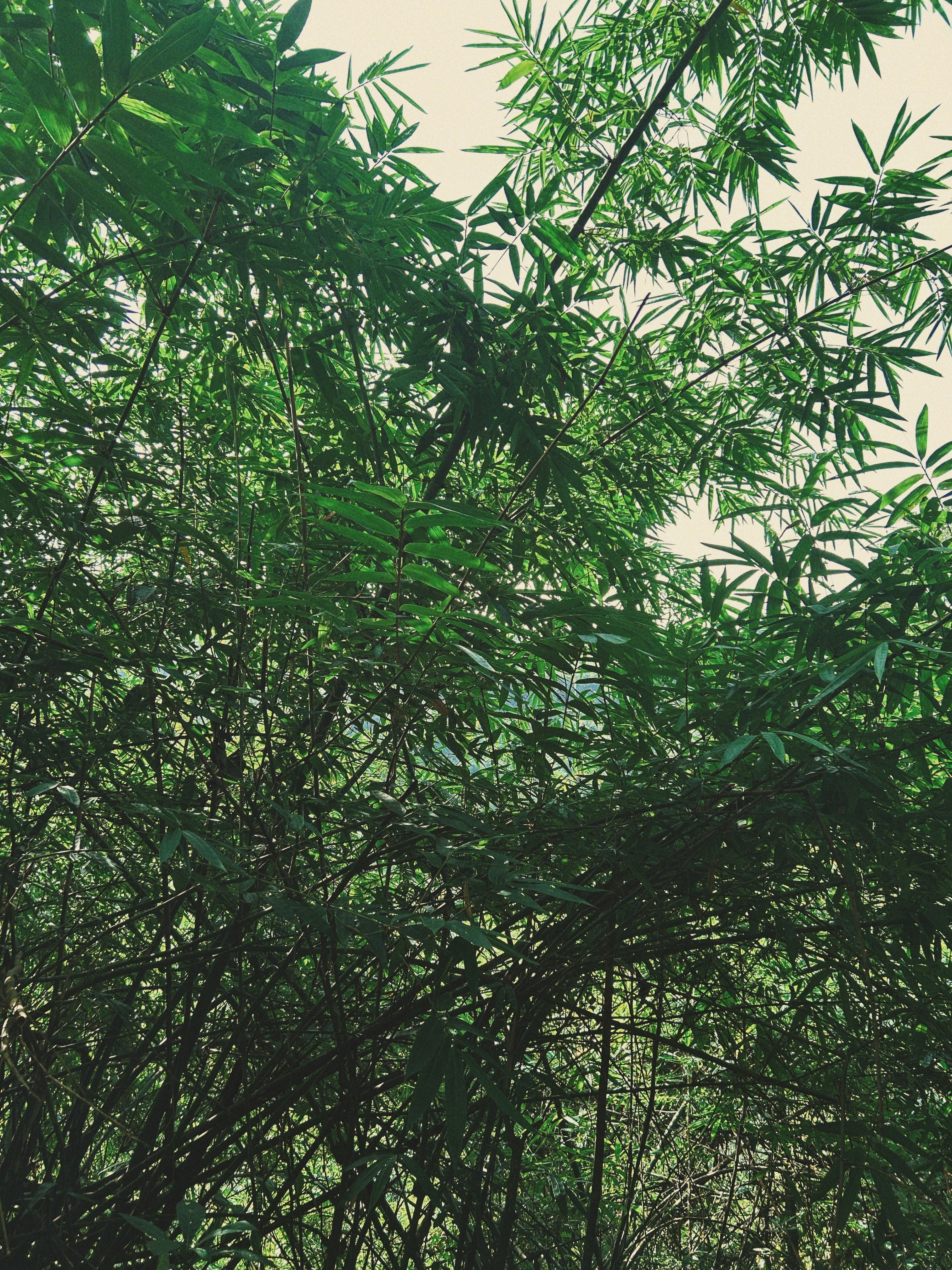 Dense green bamboo forest canopy against a pale sky
