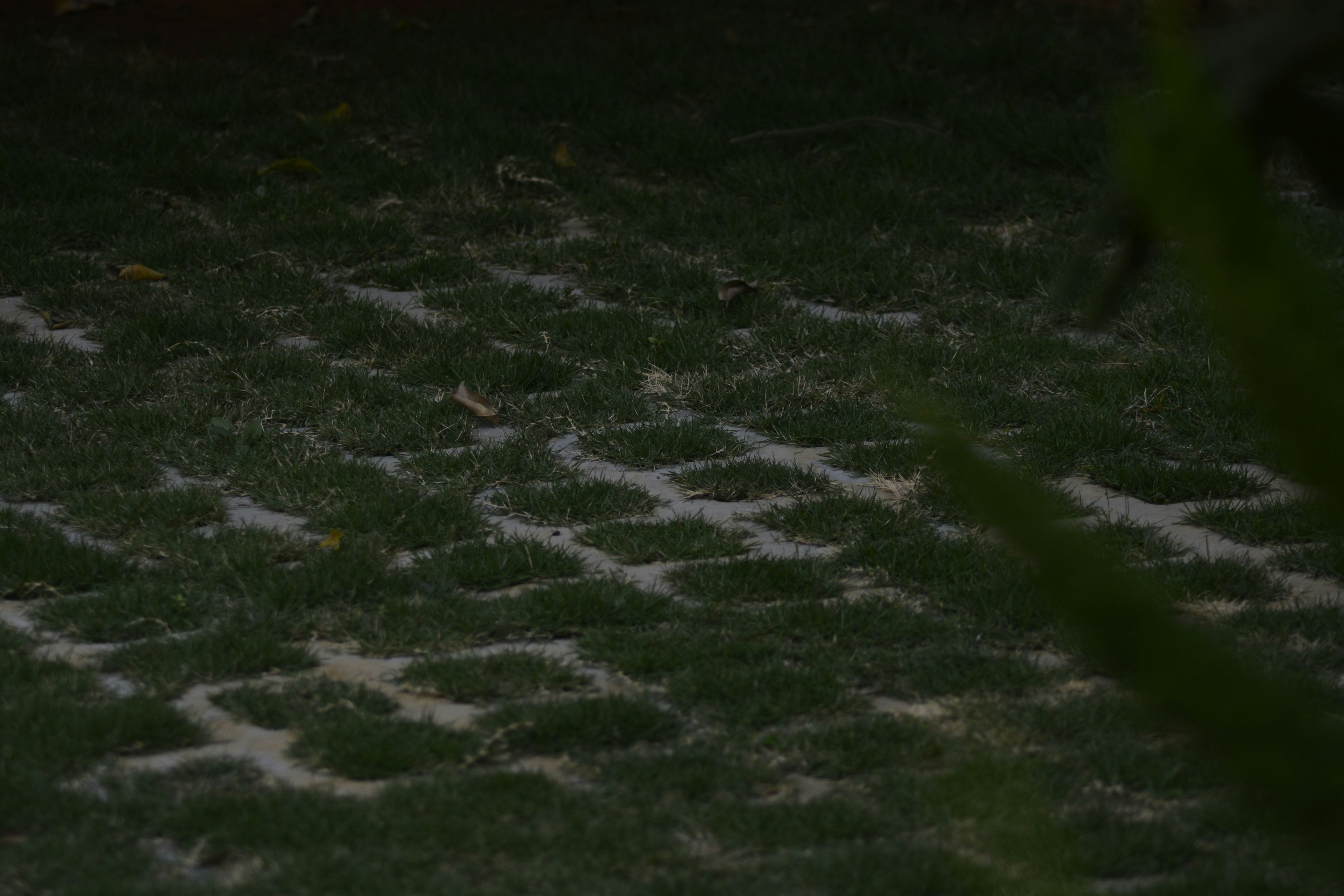 Grass growing through a permeable paving system.