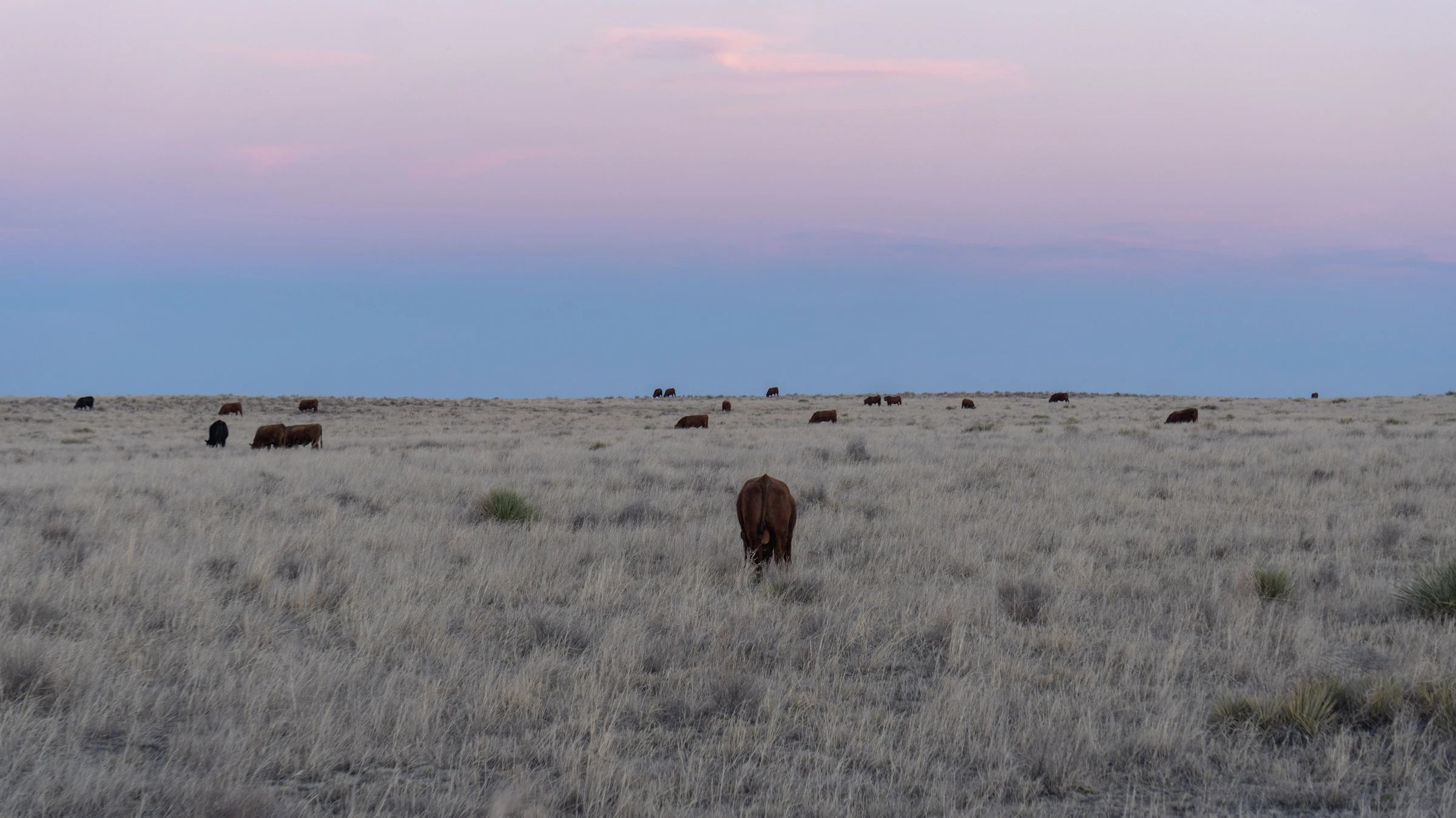 Cattle spread across standing prairie grass at dusk, horizon flat in every direction