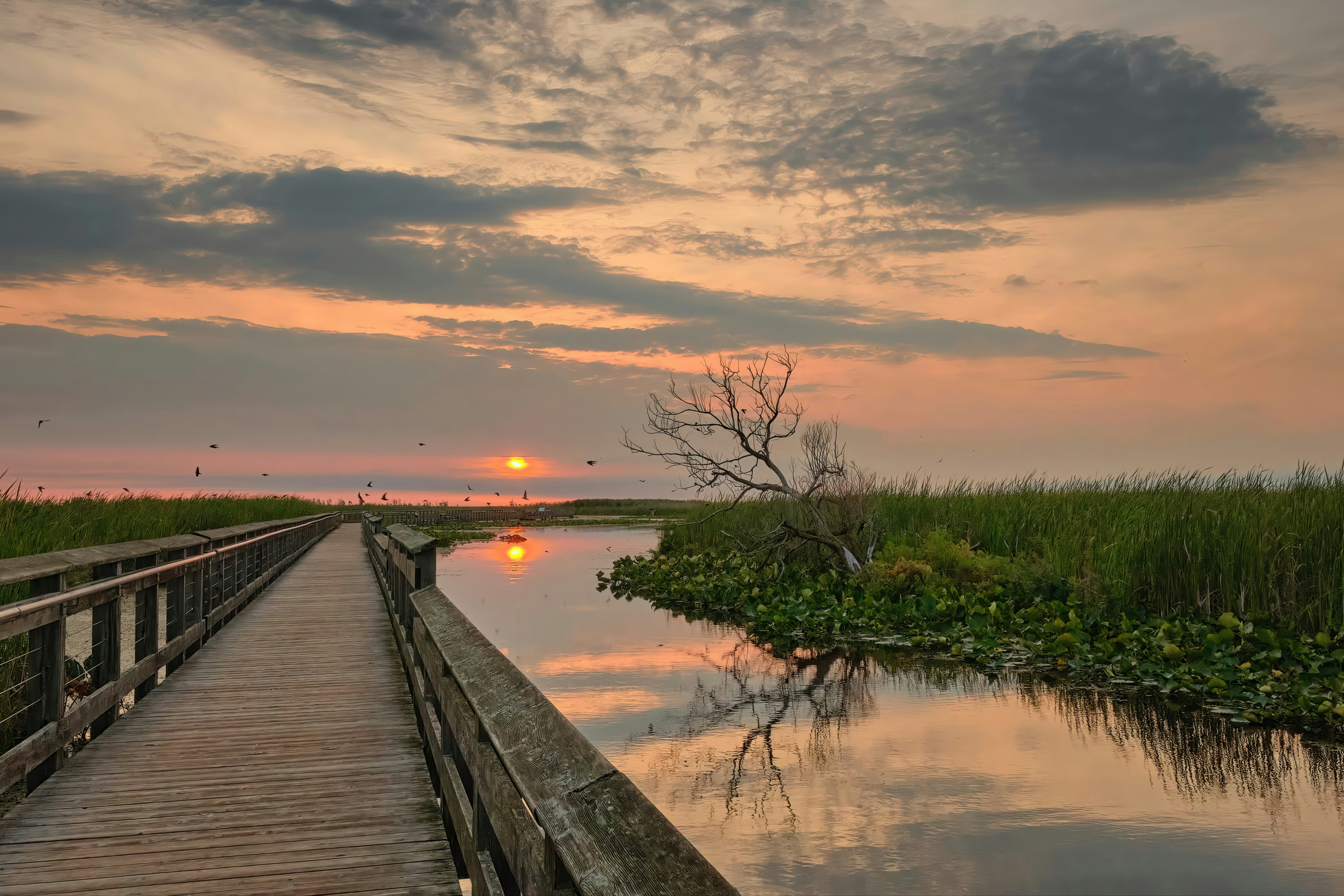 Boardwalk through a marsh at sunset