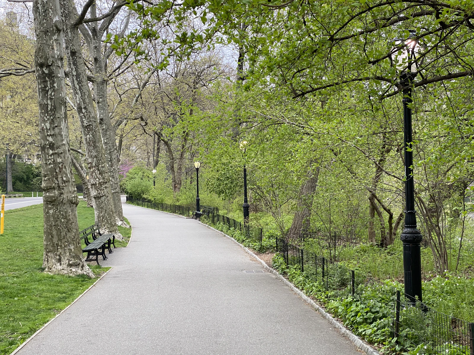 Park landscape with trees and open space