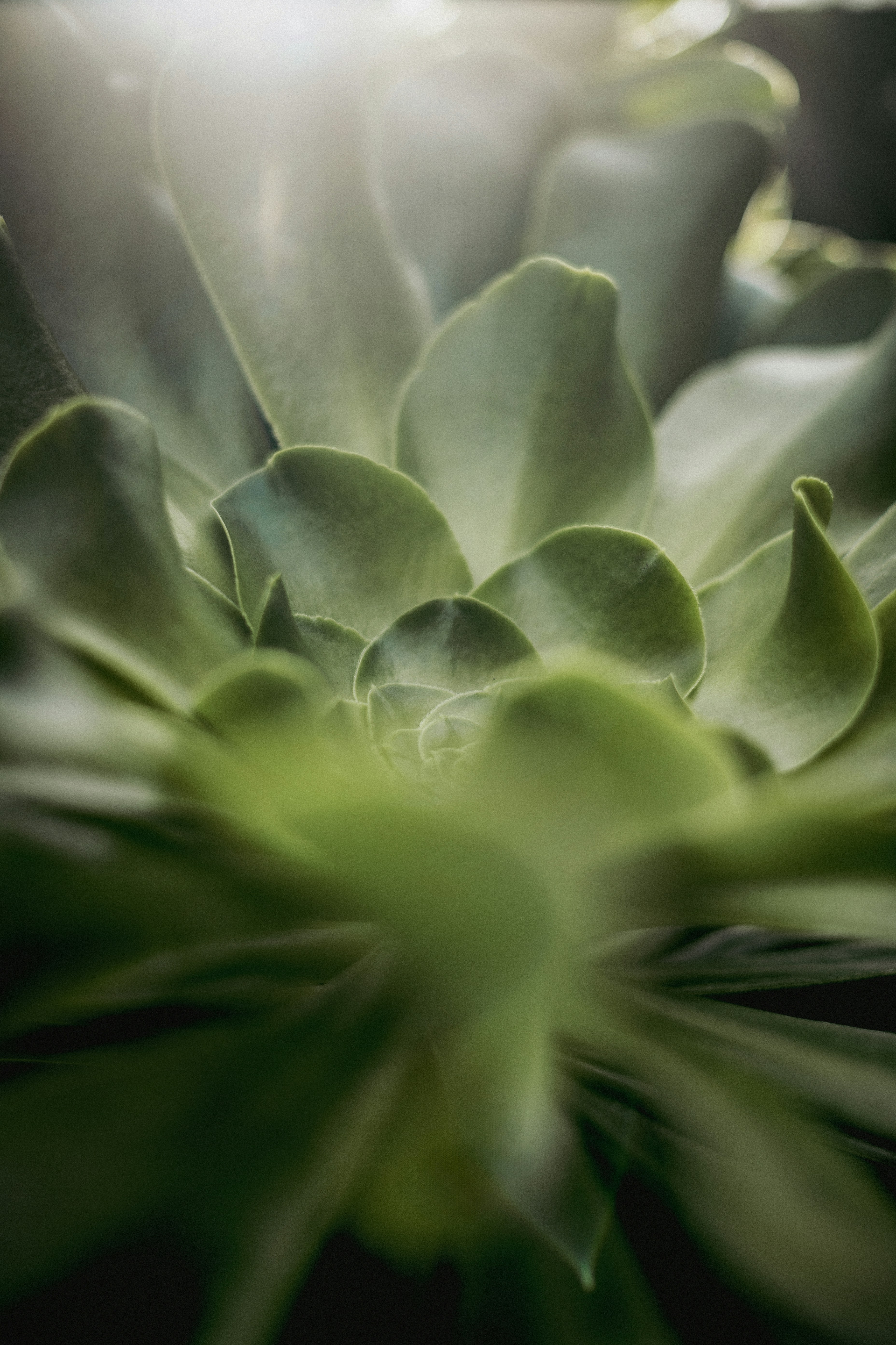 Succulent closeup