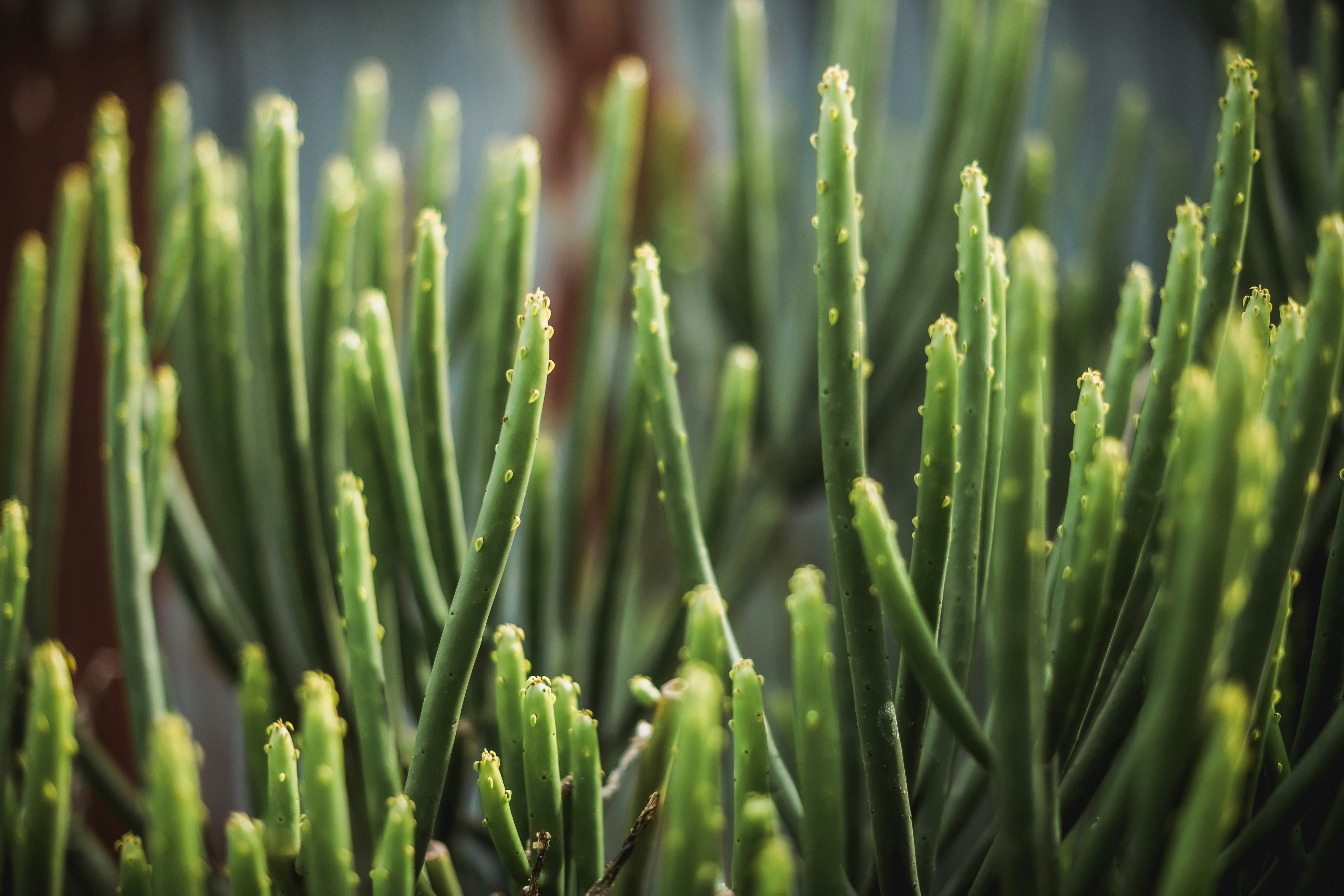 이슬방울이 맺힌 녹색 다육식물 클로즈업