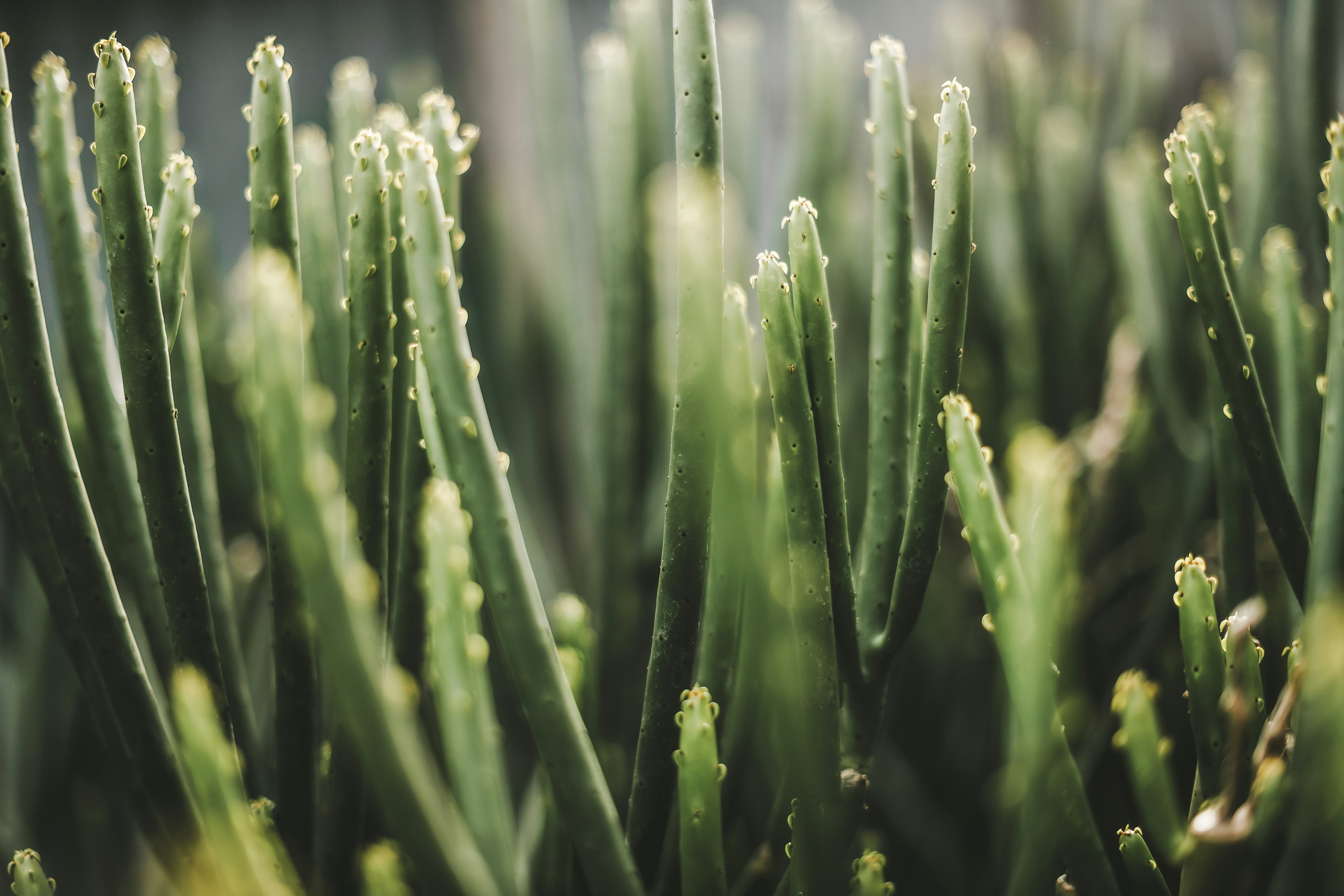 녹색 다육식물 줄기 클로즈업