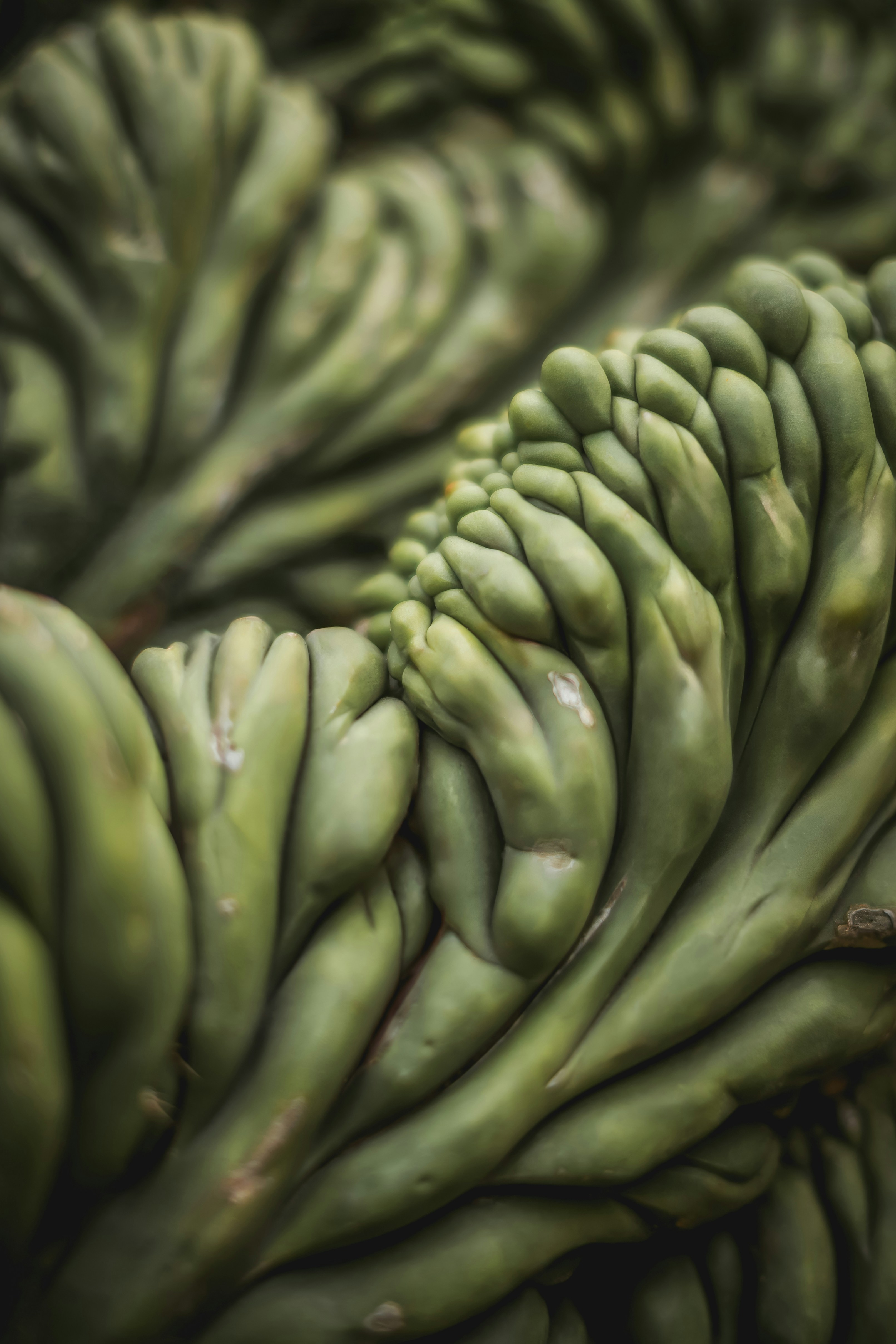 Cactus: Crested Euphorbia lactea cristata