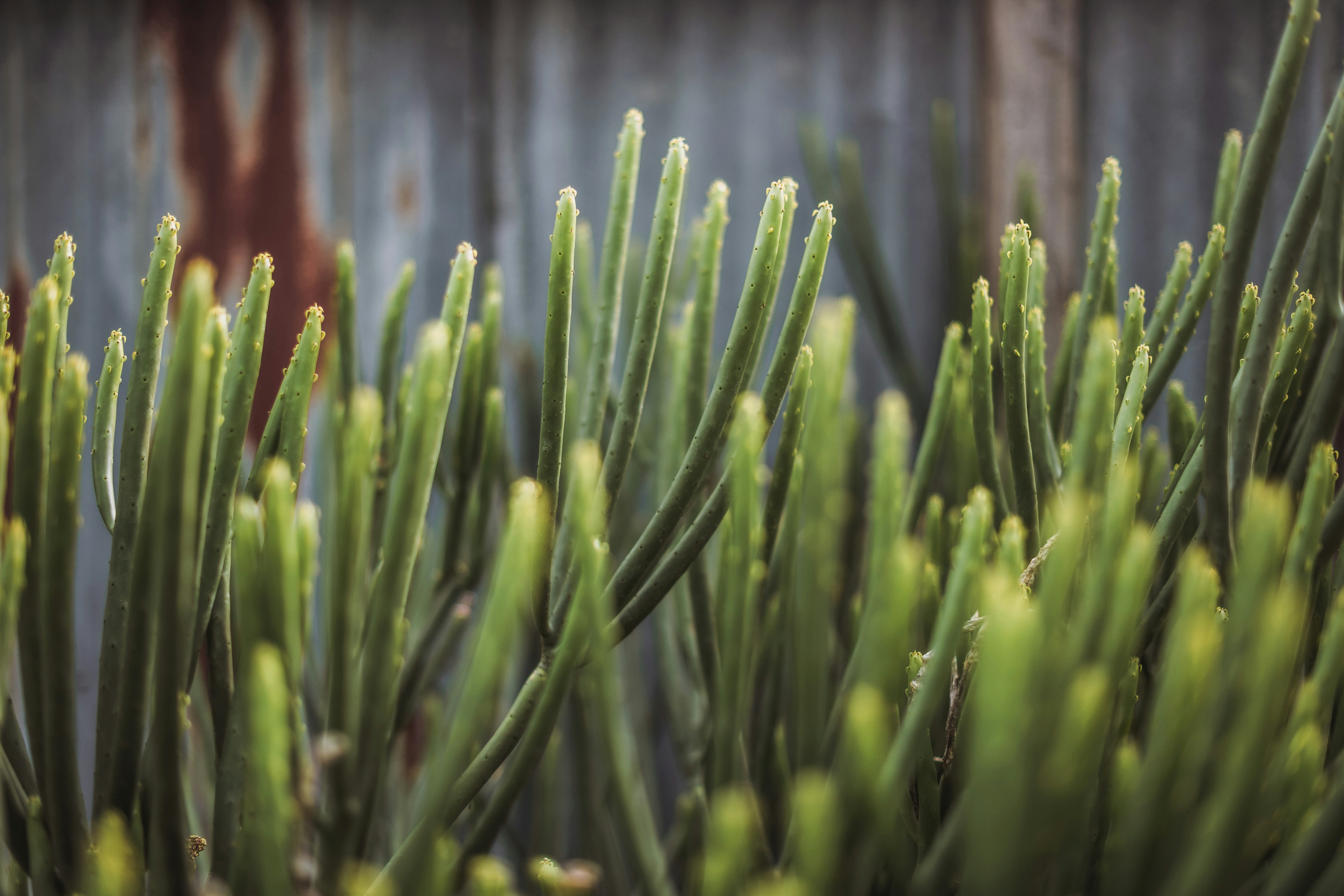 Cactus: Euphorbia tirucalli pencil